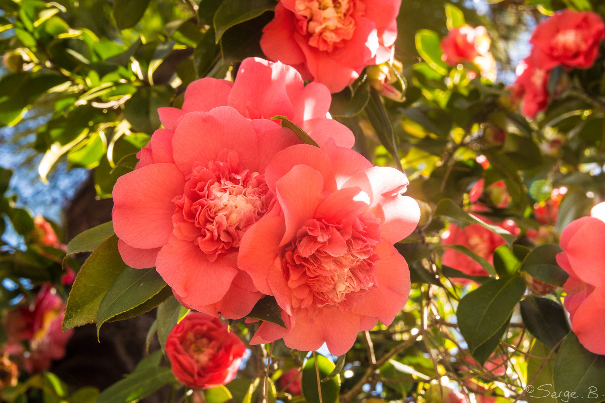 Sony SLT-A65 (SLT-A65V) + 17-50mm F2.8 sample photo. Camélias roses photography