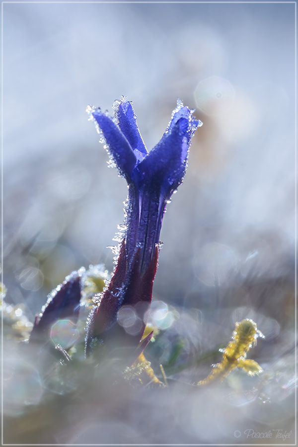 Sigma 150mm F2.8 EX DG Macro HSM sample photo. Easter morning photography