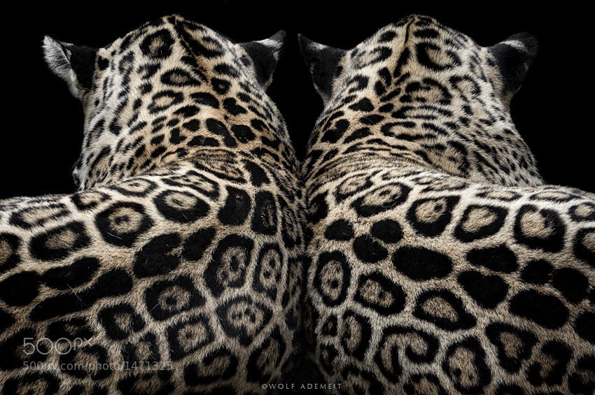 7 leopard spots