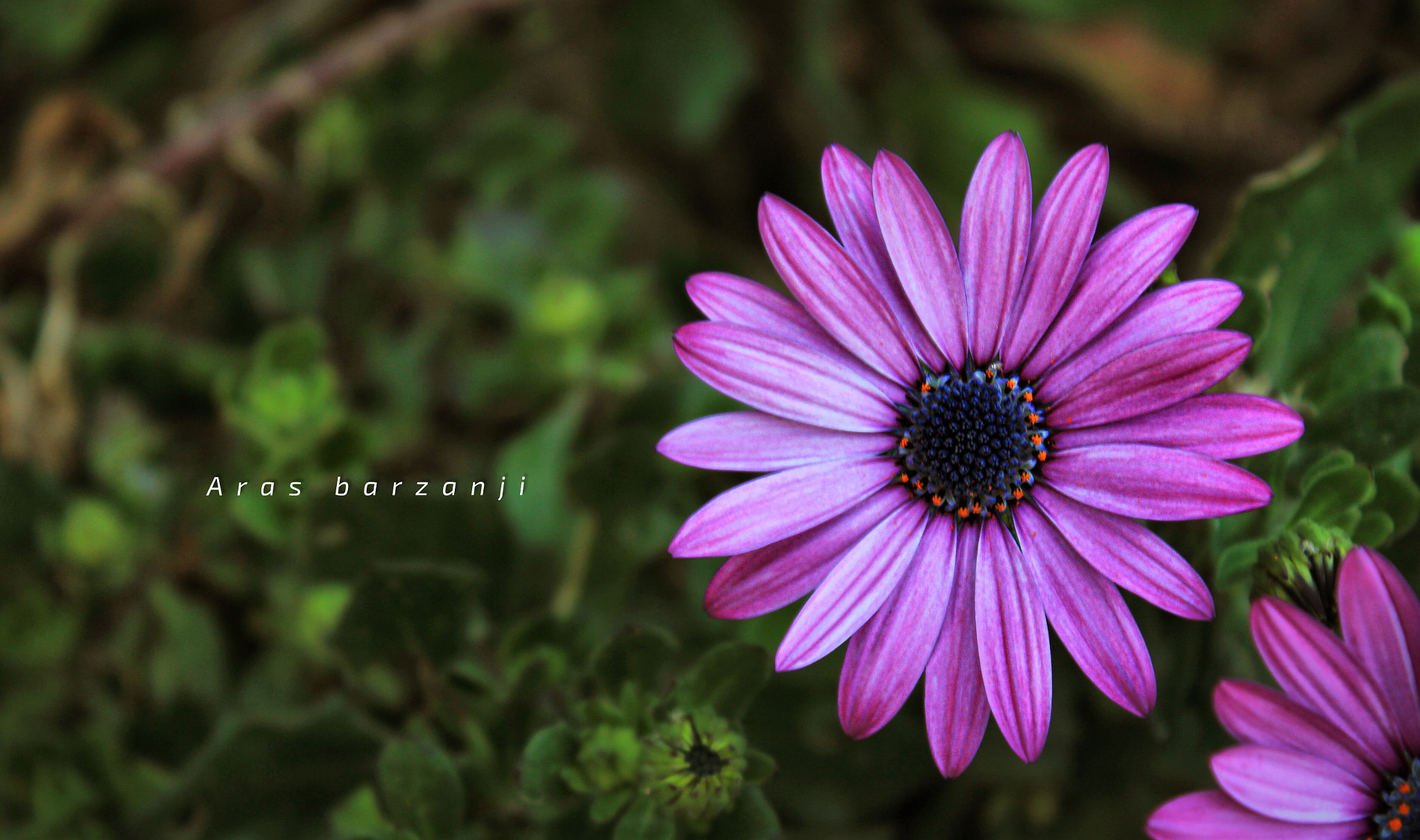 Canon EF-S 18-55mm F3.5-5.6 IS II sample photo