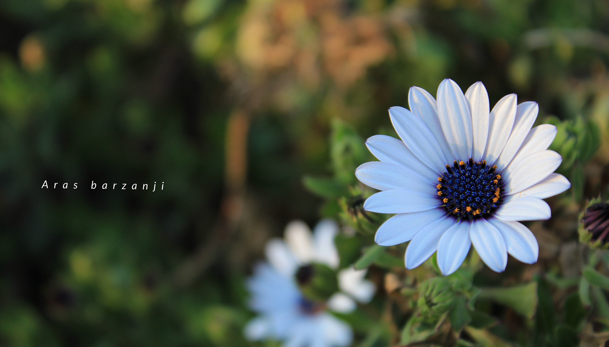 Canon EF-S 18-55mm F3.5-5.6 IS II sample photo
