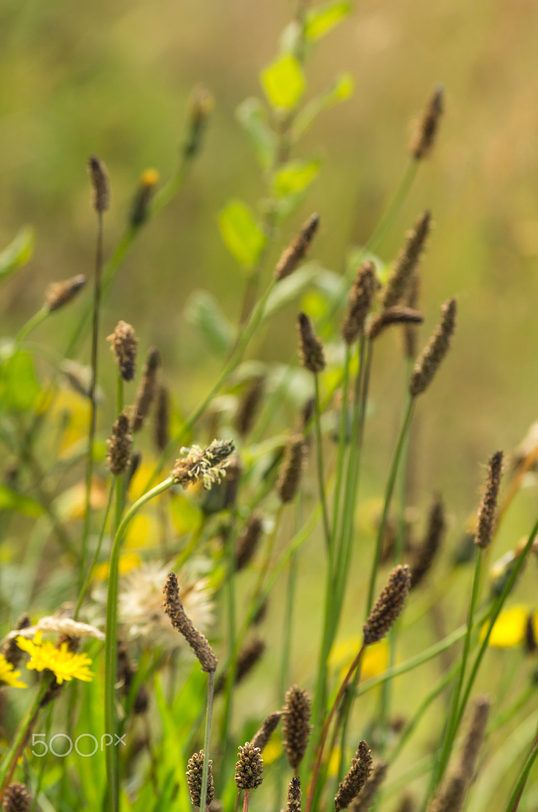 Pentax smc DA* 300mm F4.0 ED (IF) SDM sample photo. Wildflowers photography