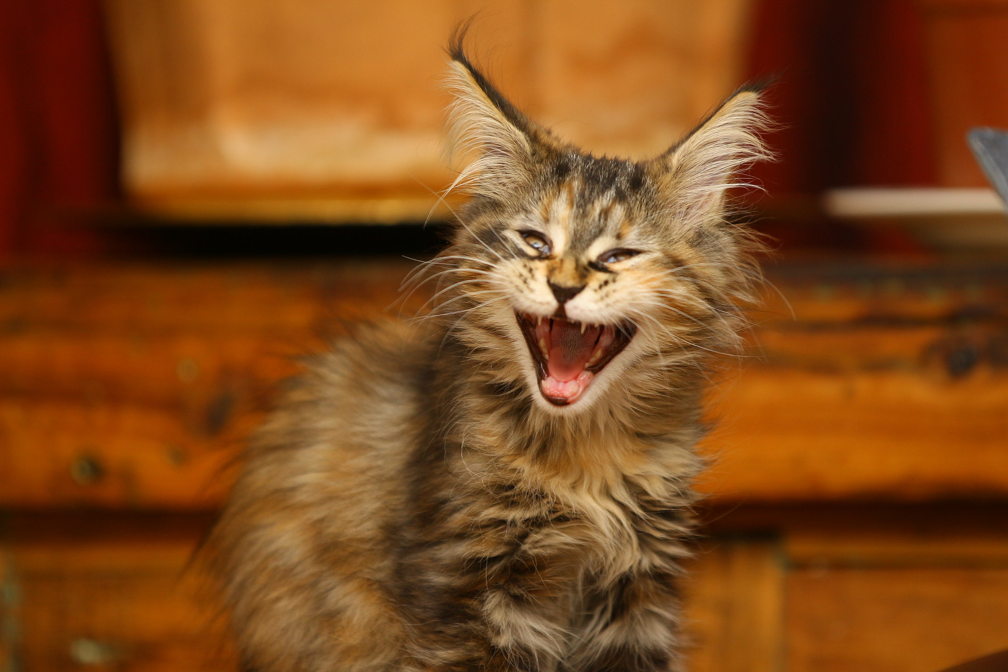 Canon EF 70-200mm F2.8L IS II USM sample photo. Cinnamon the joker mainecoon photography