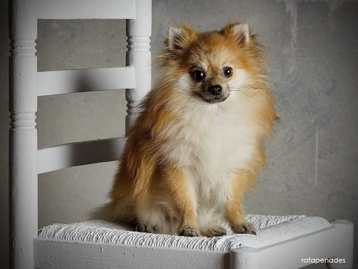 Sony Planar T* 85mm F1.4 ZA sample photo. Ares photography