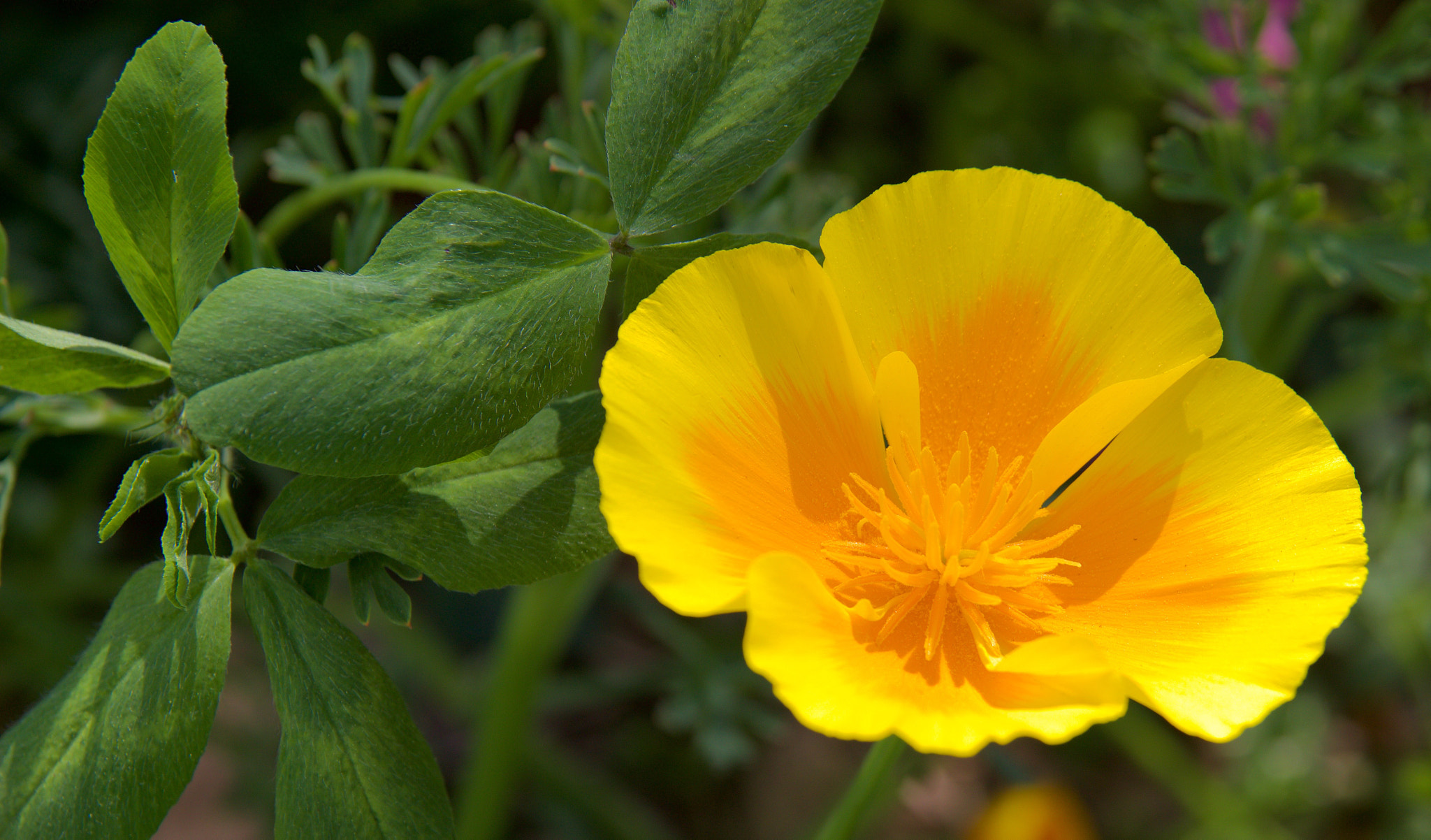 Sigma 17-70mm F2.8-4 DC Macro OS HSM sample photo. City flower photography