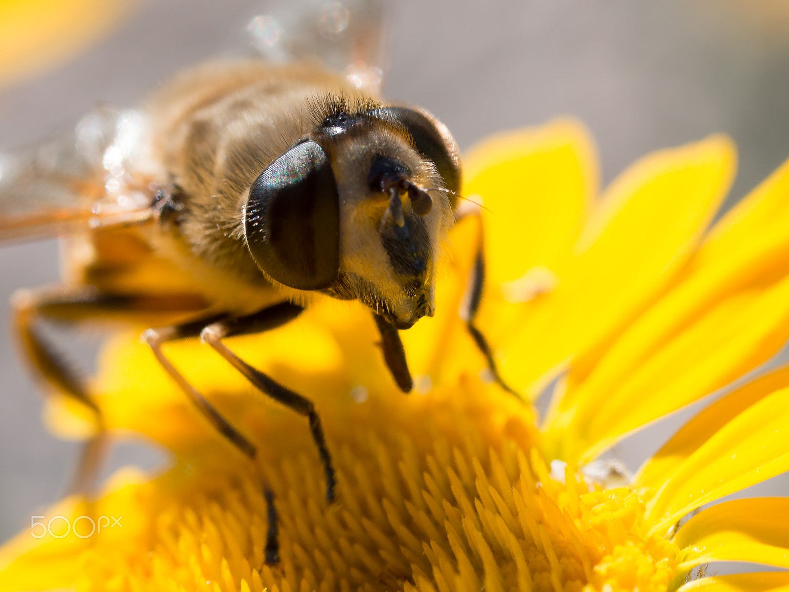 Olympus OM-D E-M1 + OLYMPUS 50mm Lens sample photo. Bee photography