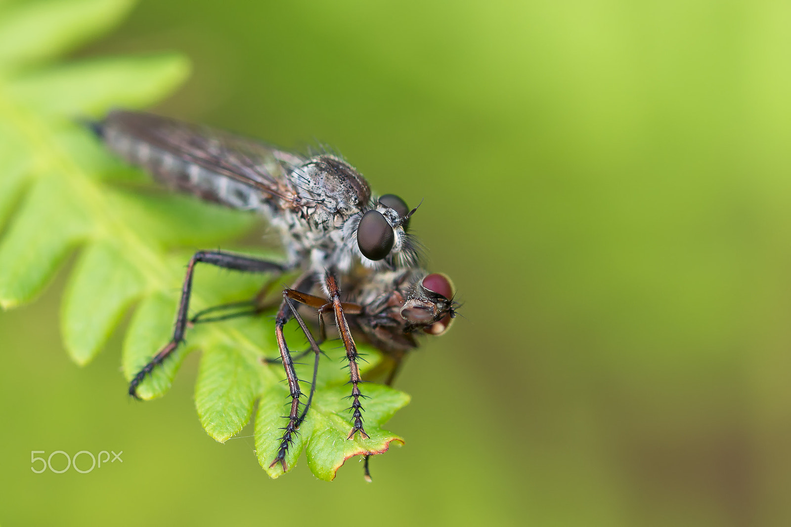 Olympus OM-D E-M1 + OLYMPUS 50mm Lens sample photo. Mosquitos photography