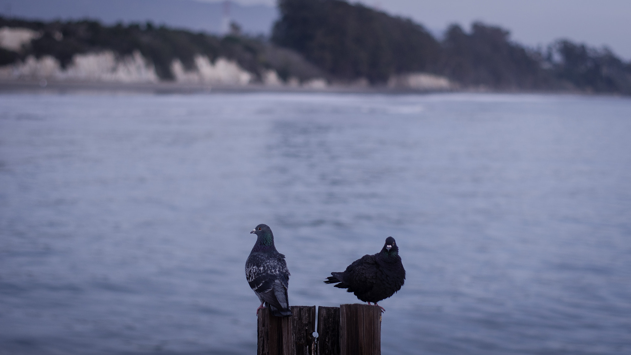 Pentax K-x + A Series Lens sample photo. Just the two of us photography