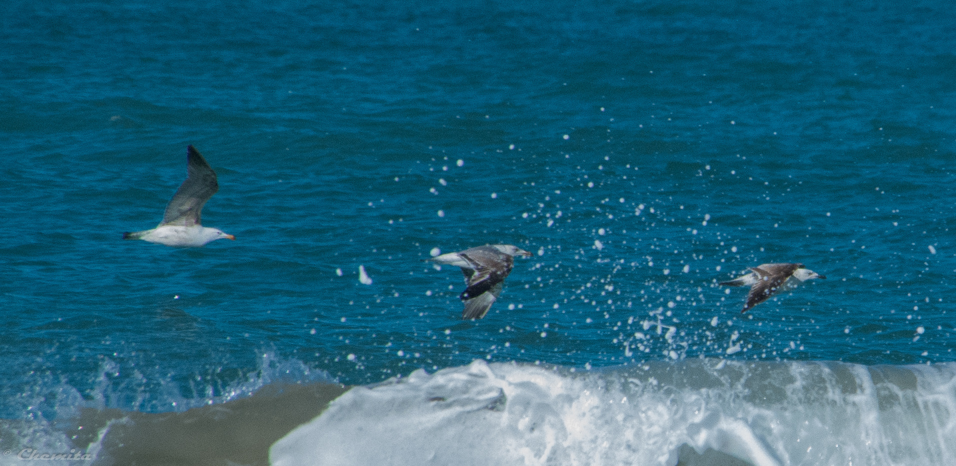 Nikon D60 sample photo. 24032016-dsc_0068.jpg photography