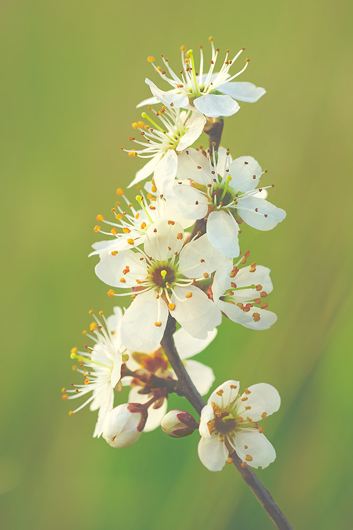 Sony SLT-A77 + Minolta AF 100mm F2.8 Macro [New] sample photo. Spring is coming photography