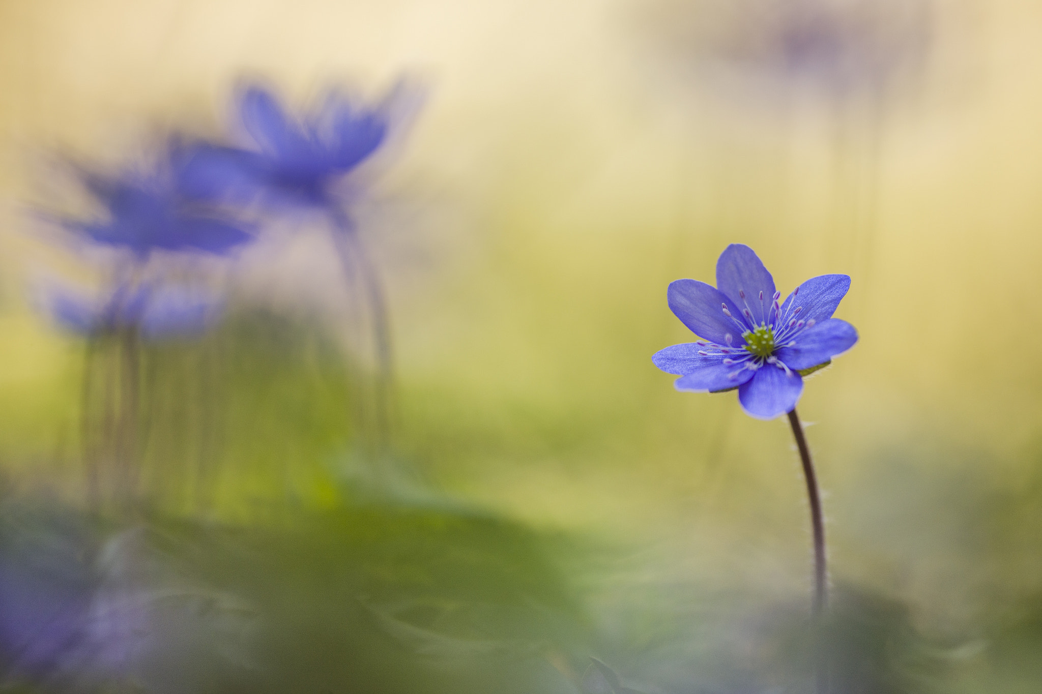 Sigma APO Macro 180mm F2.8 EX DG OS HSM sample photo. Forest spirit photography