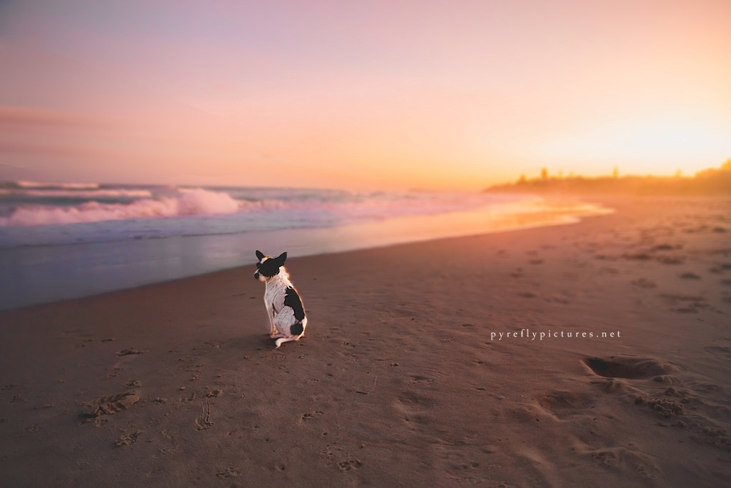 Canon EOS 6D + Sigma 20mm EX f/1.8 sample photo. Beach dog photography