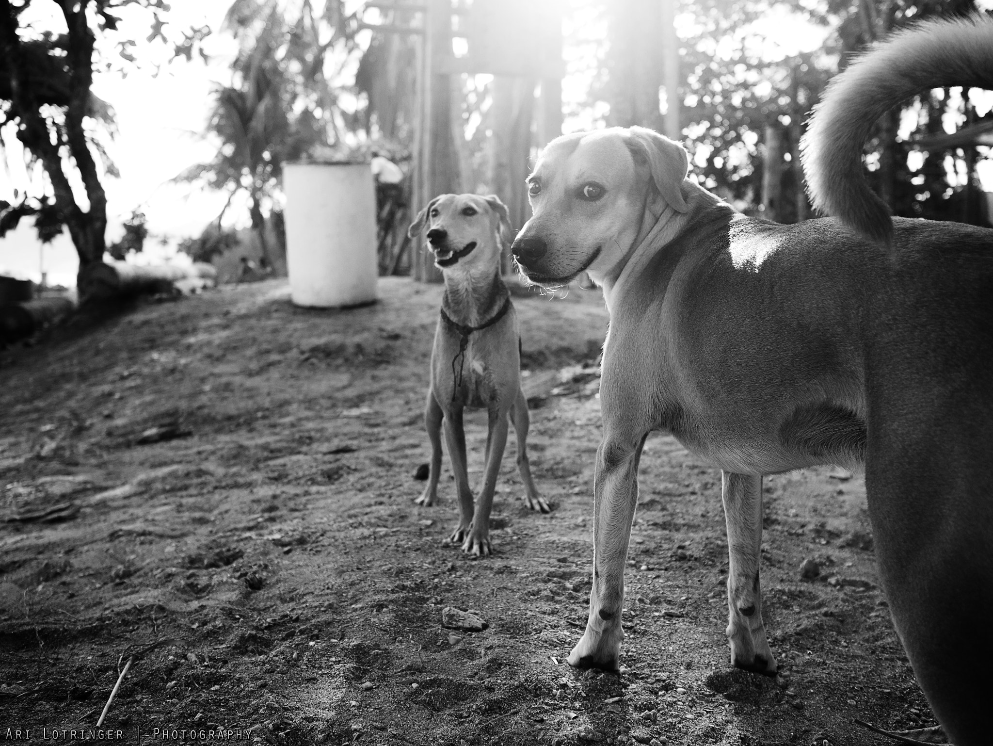 Panasonic Lumix DMC-G7 + Olympus M.Zuiko Digital 17mm F1.8 sample photo. Dogs at the beach photography