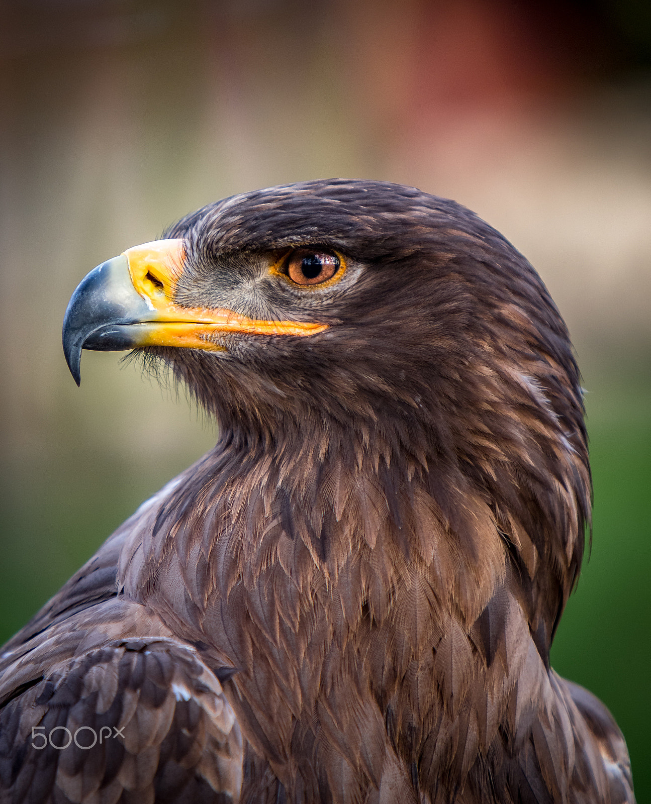 Canon EF 70-200mm F2.8L IS USM sample photo. Golden eagle photography