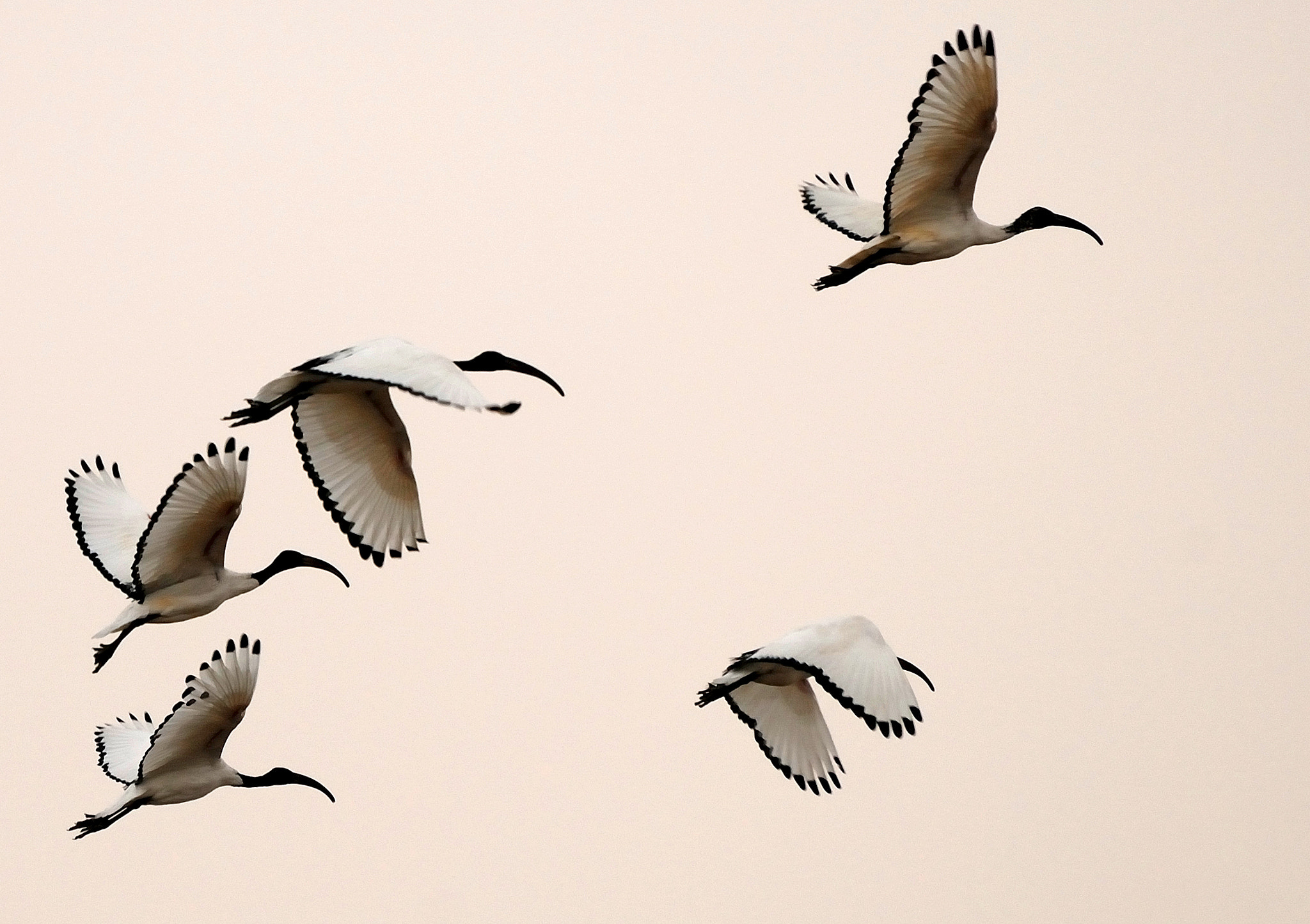 Nikon D200 sample photo. Ibis in volo photography