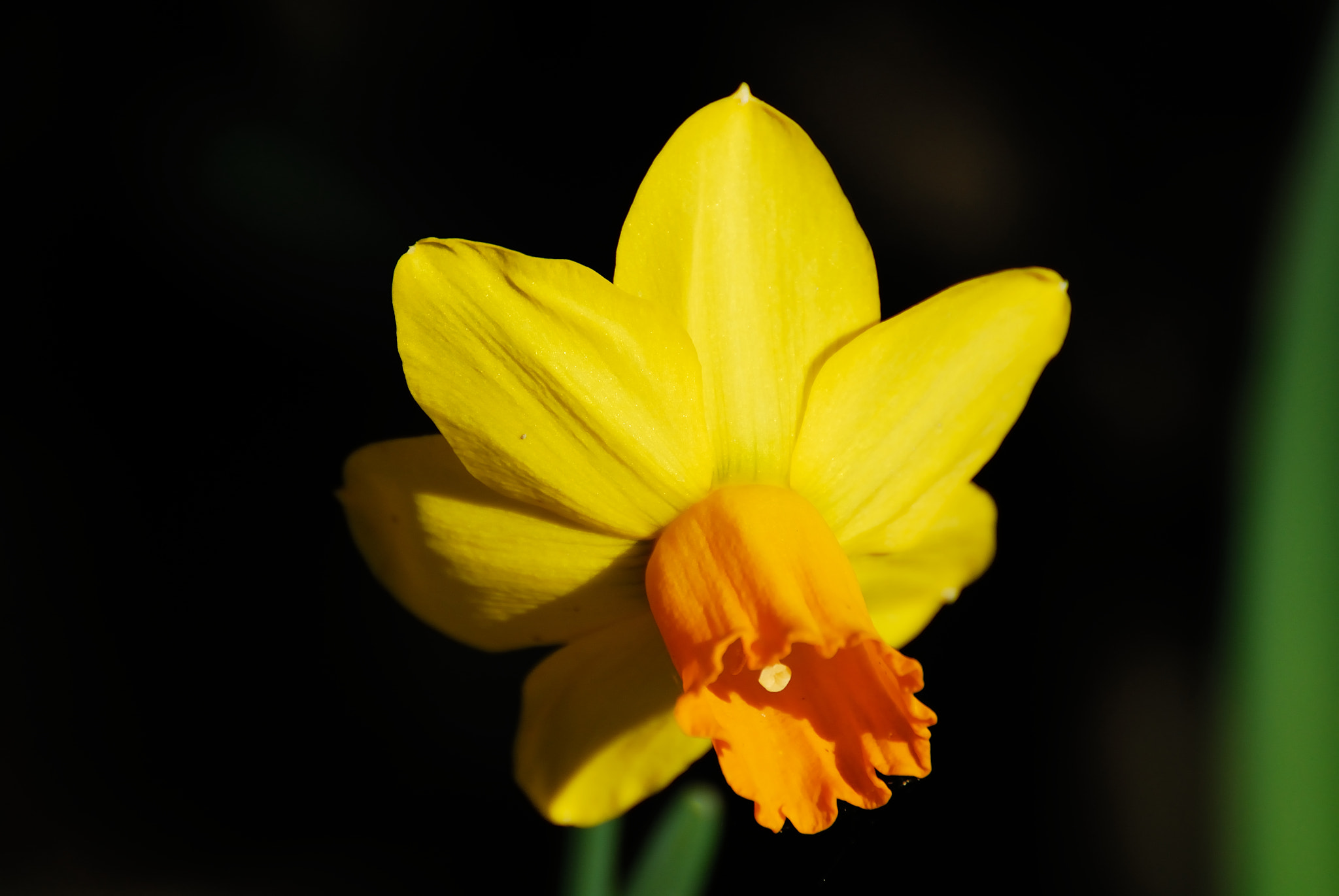 Nikon D200 sample photo. Narcissus photography