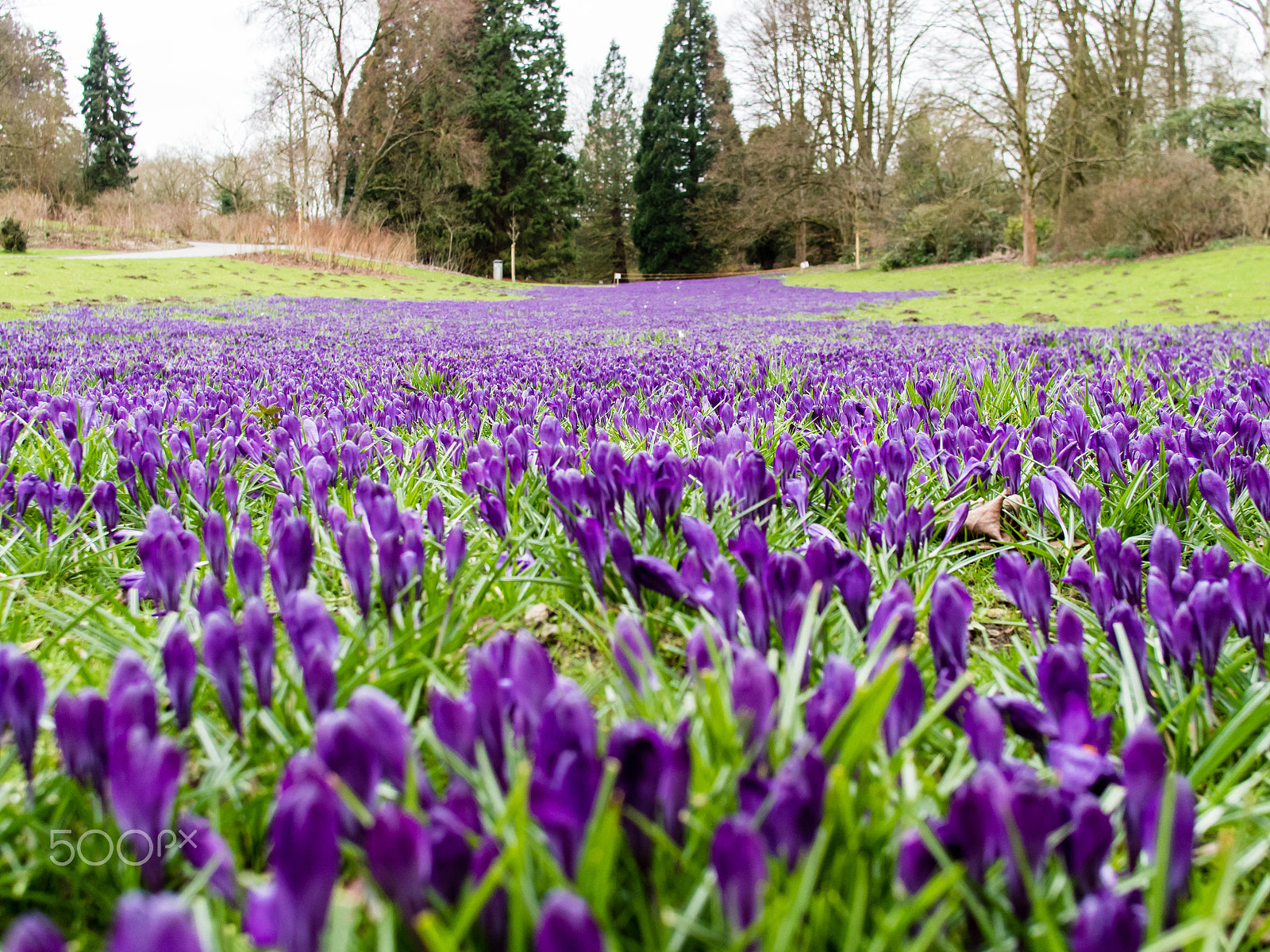 Olympus PEN E-PL7 + Sigma 19mm F2.8 DN Art sample photo. Sea of crocuses photography