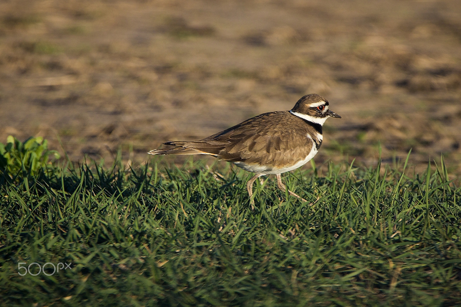 Tamron SP 150-600mm F5-6.3 Di VC USD sample photo. Killdeer photography