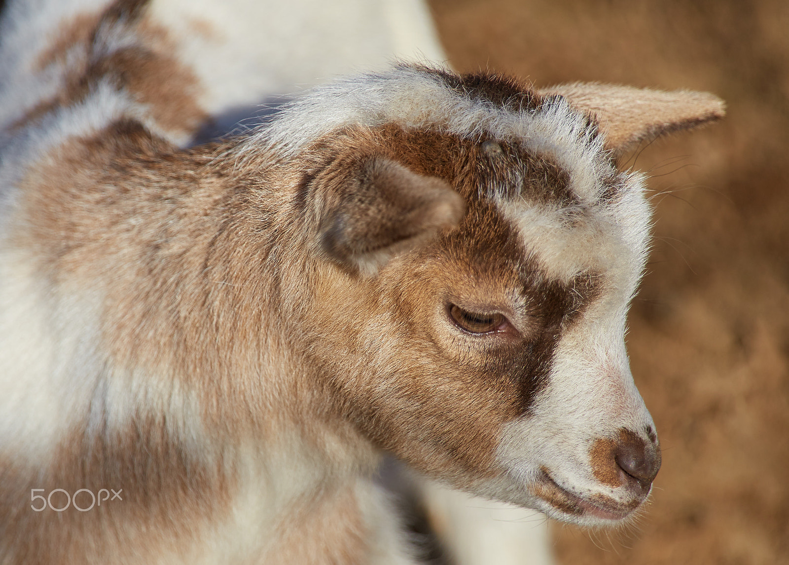 Tamron 28-300mm F3.5-6.3 Di VC PZD sample photo. Baby goat photography
