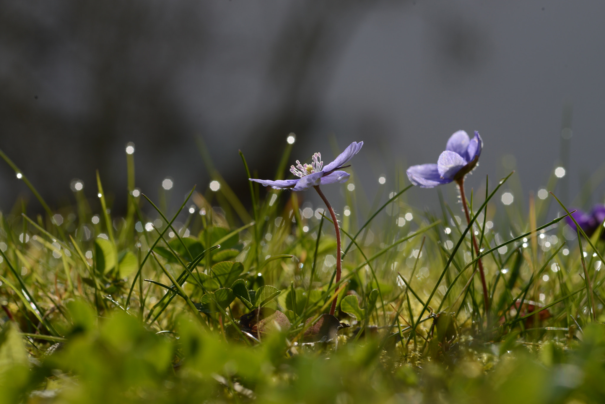 Nikon D600 + Sigma 105mm F2.8 EX DG Macro sample photo. Leberblümchen photography