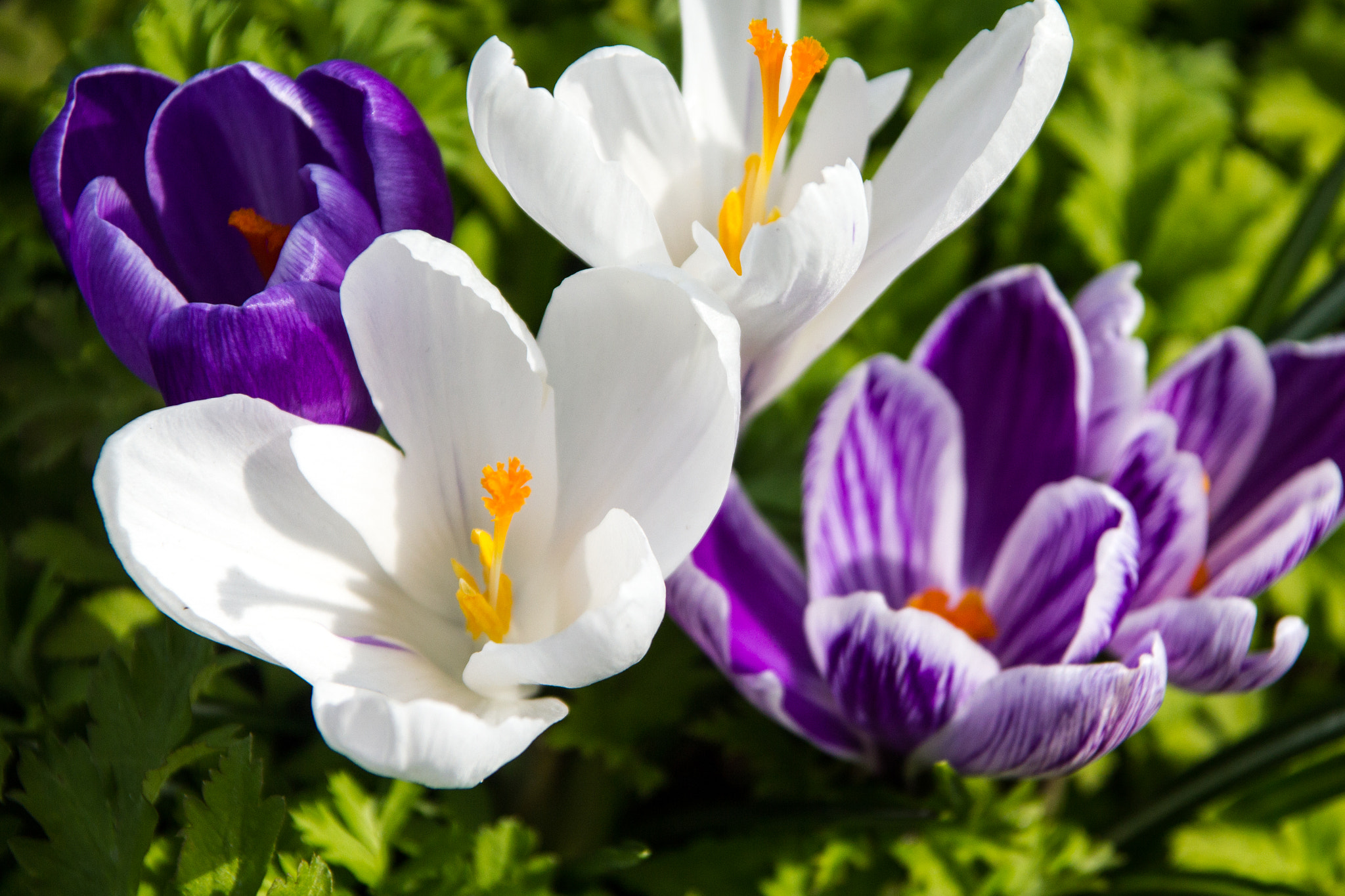Sigma 18-125mm f/3.5-5.6 DC IF ASP sample photo. Tulip 2 photography