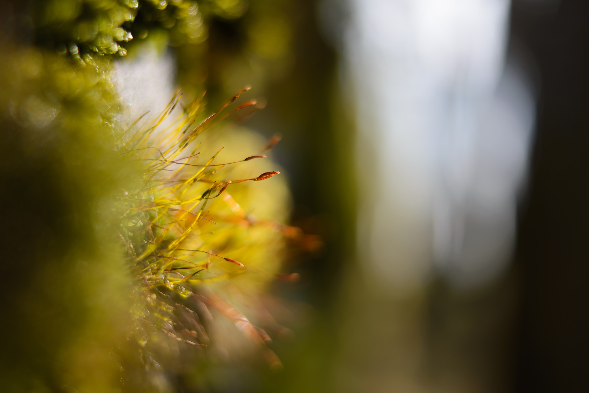 Nikon D600 sample photo. Moos photography