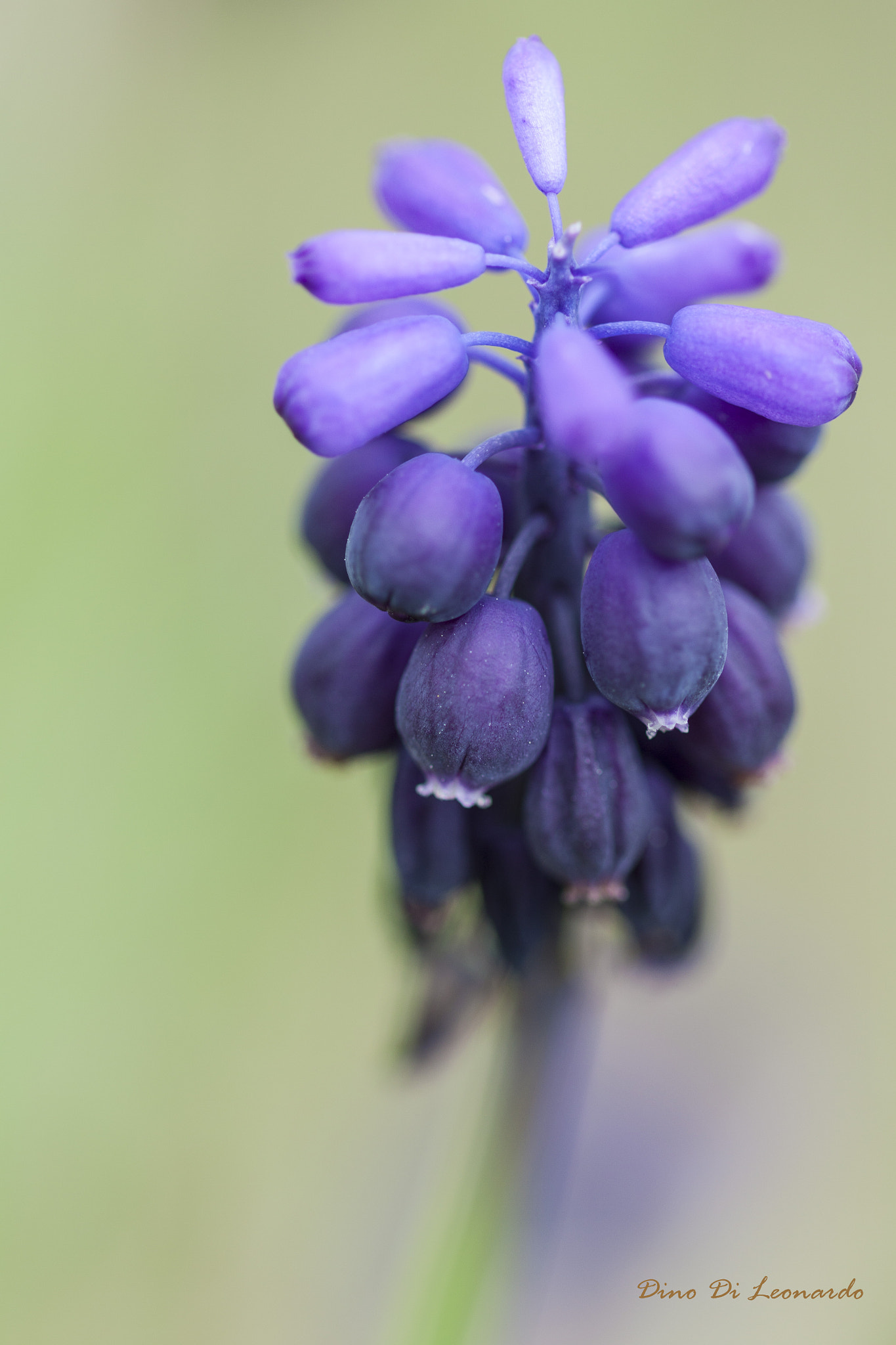 Sigma 105mm F2.8 EX DG OS HSM sample photo. Muscari photography