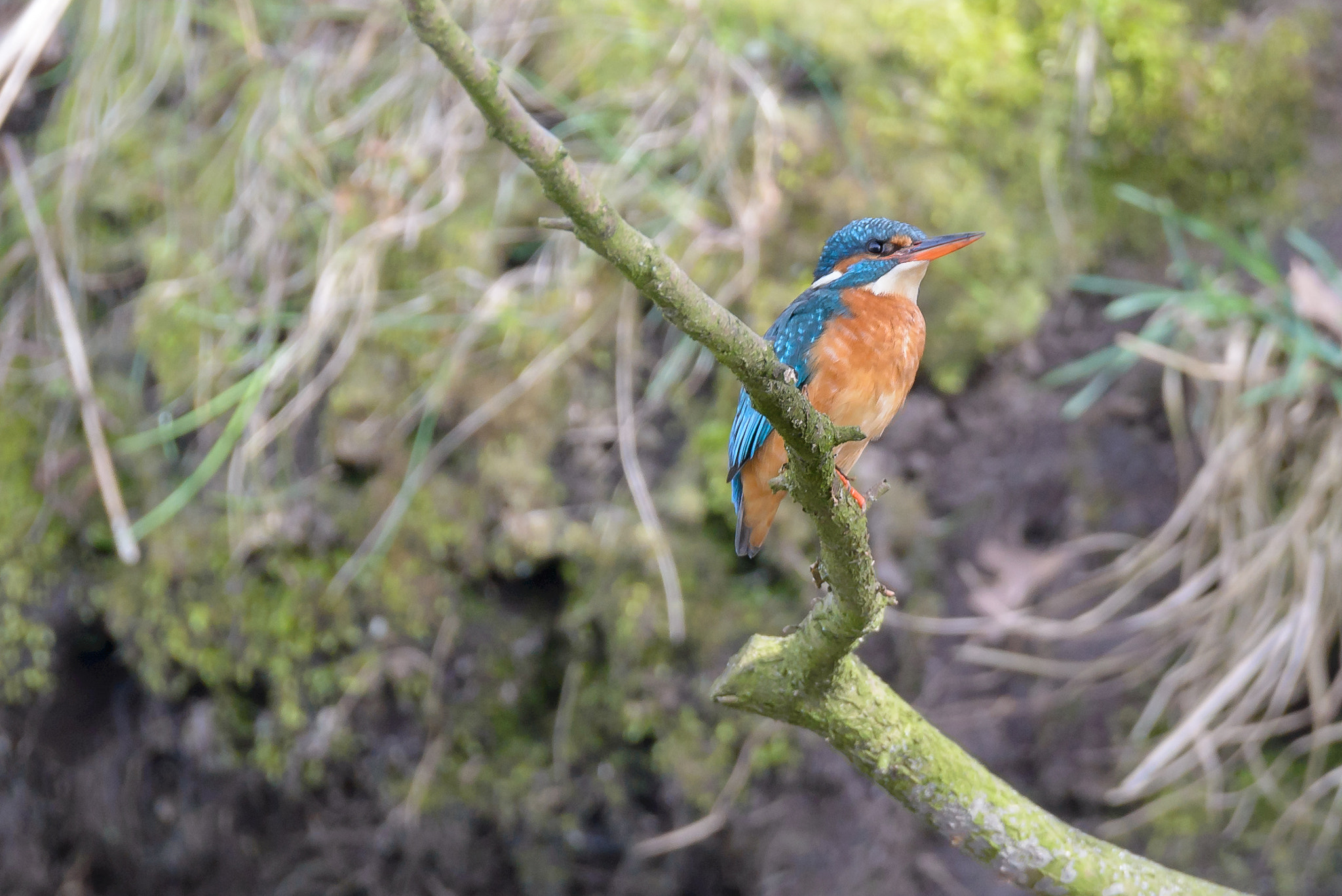 Sigma 150-600mm F5-6.3 DG OS HSM | S sample photo. Kingfisher photography