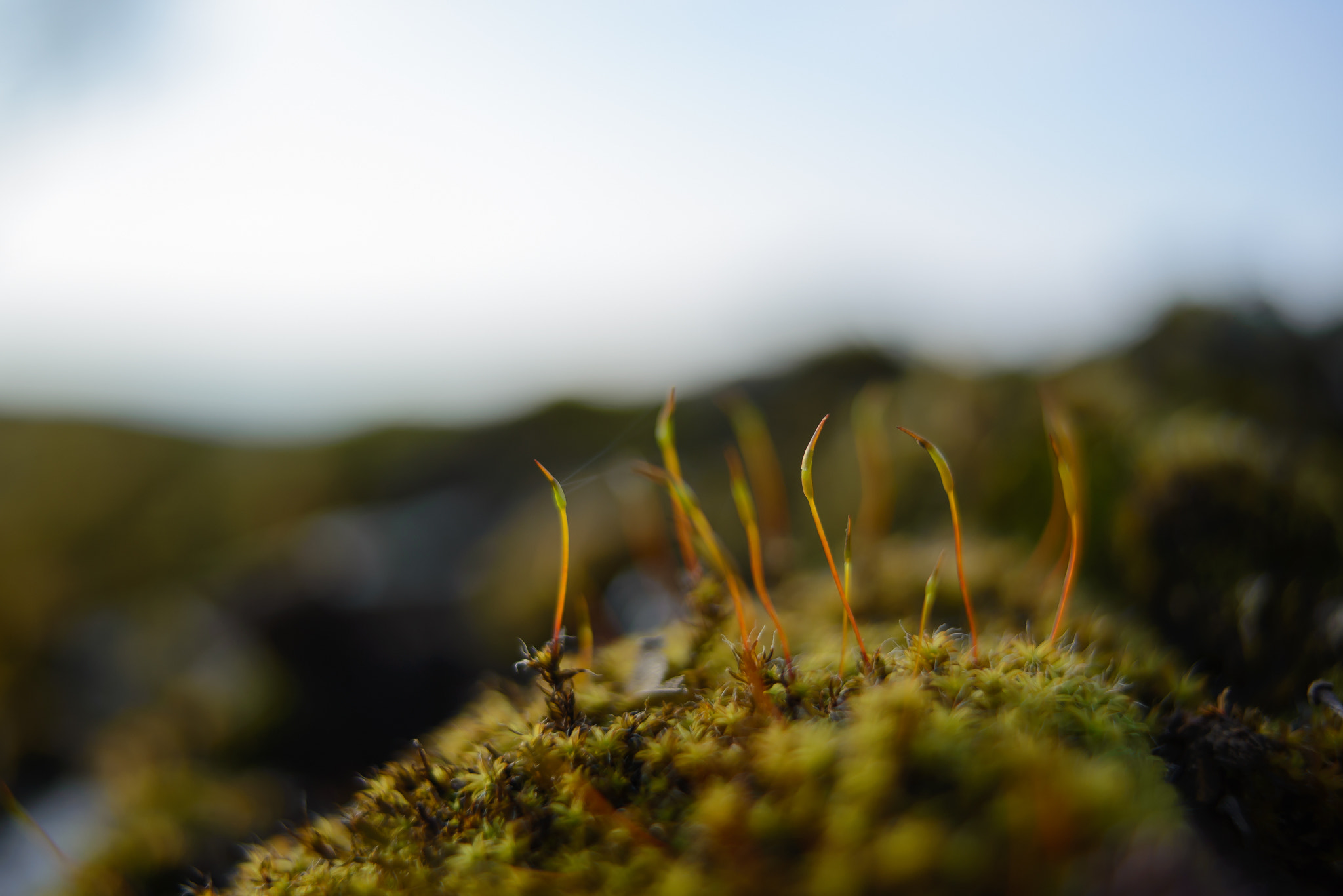 Nikon D600 sample photo. Moos auf der mauer photography