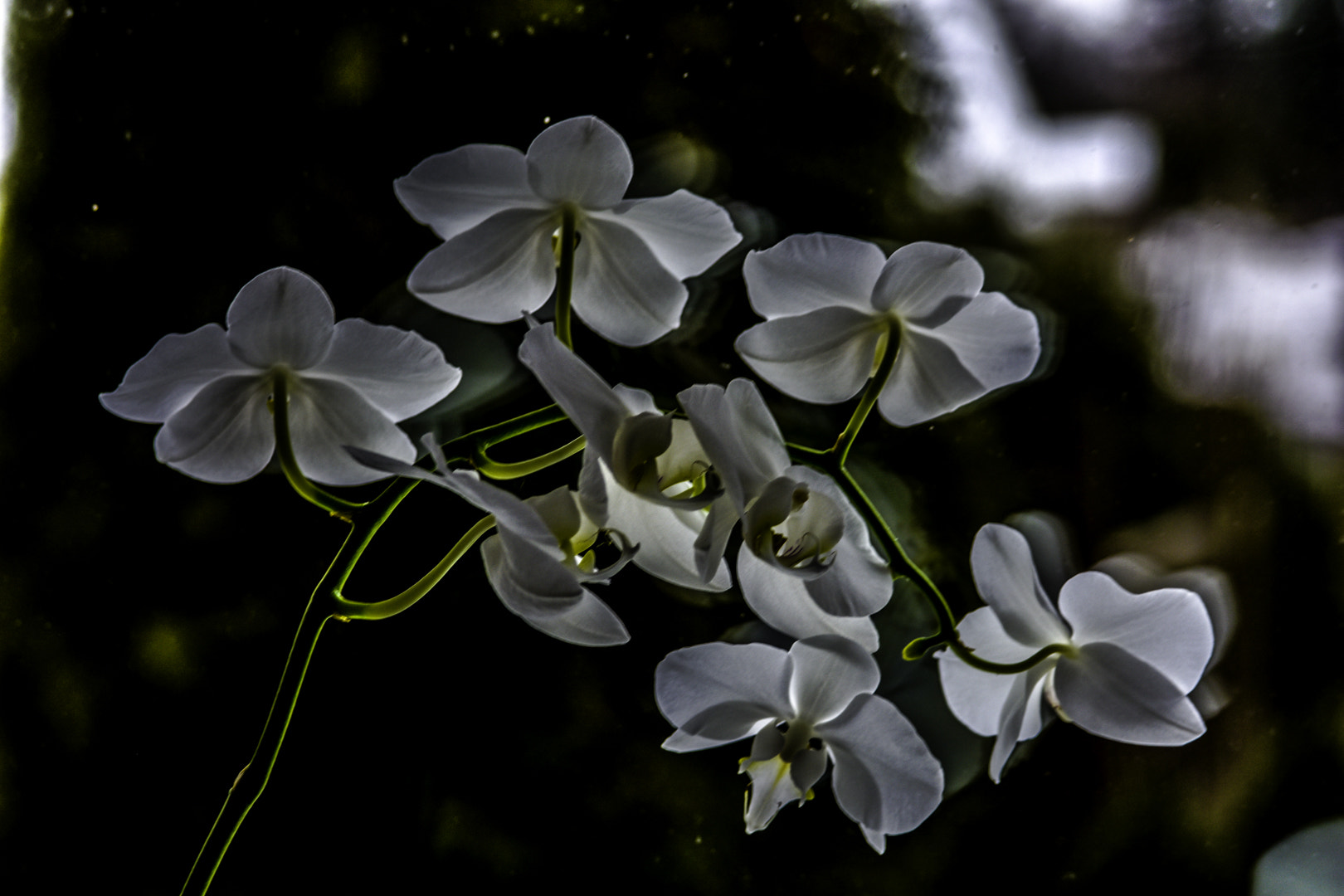 Nikon D7200 sample photo. Orchid dusk photography