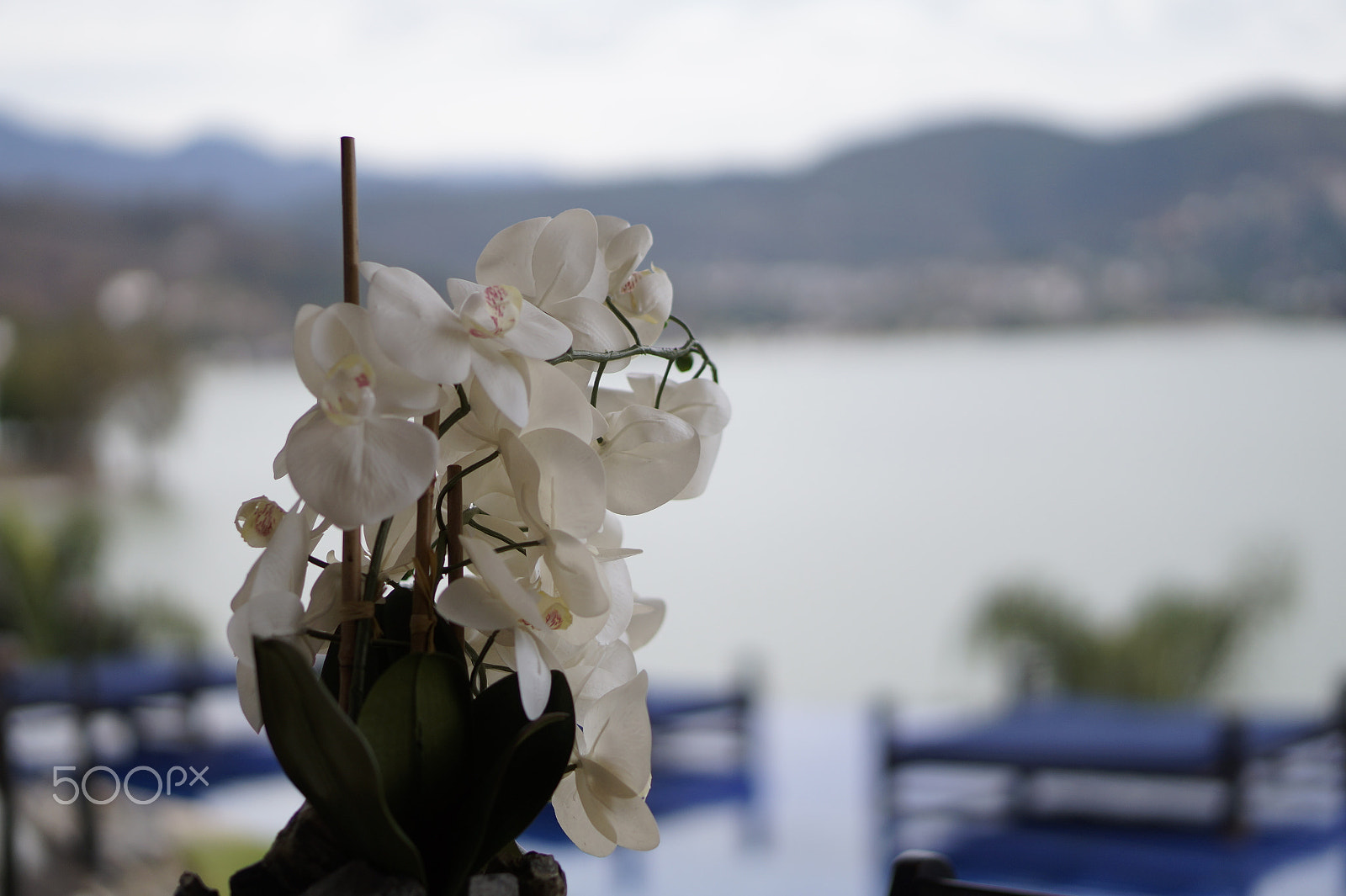 Sony E 50mm F1.8 OSS sample photo. A little orchid sees the lake photography