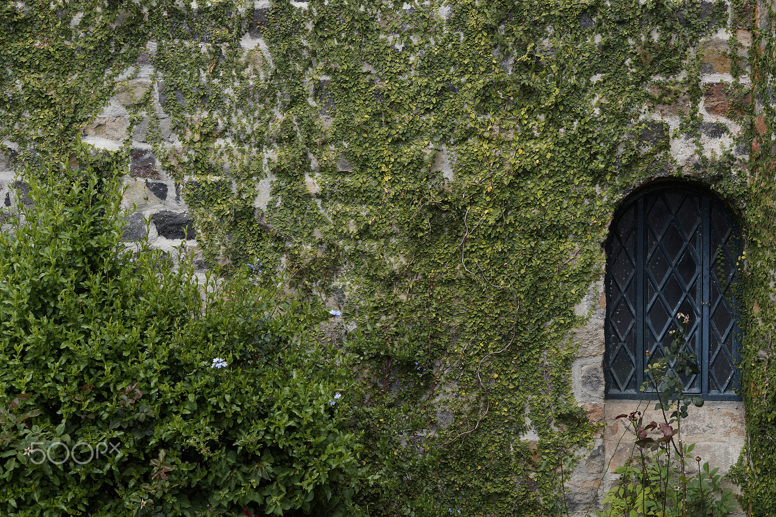 Sony E 50mm F1.8 OSS sample photo. Green wall photography