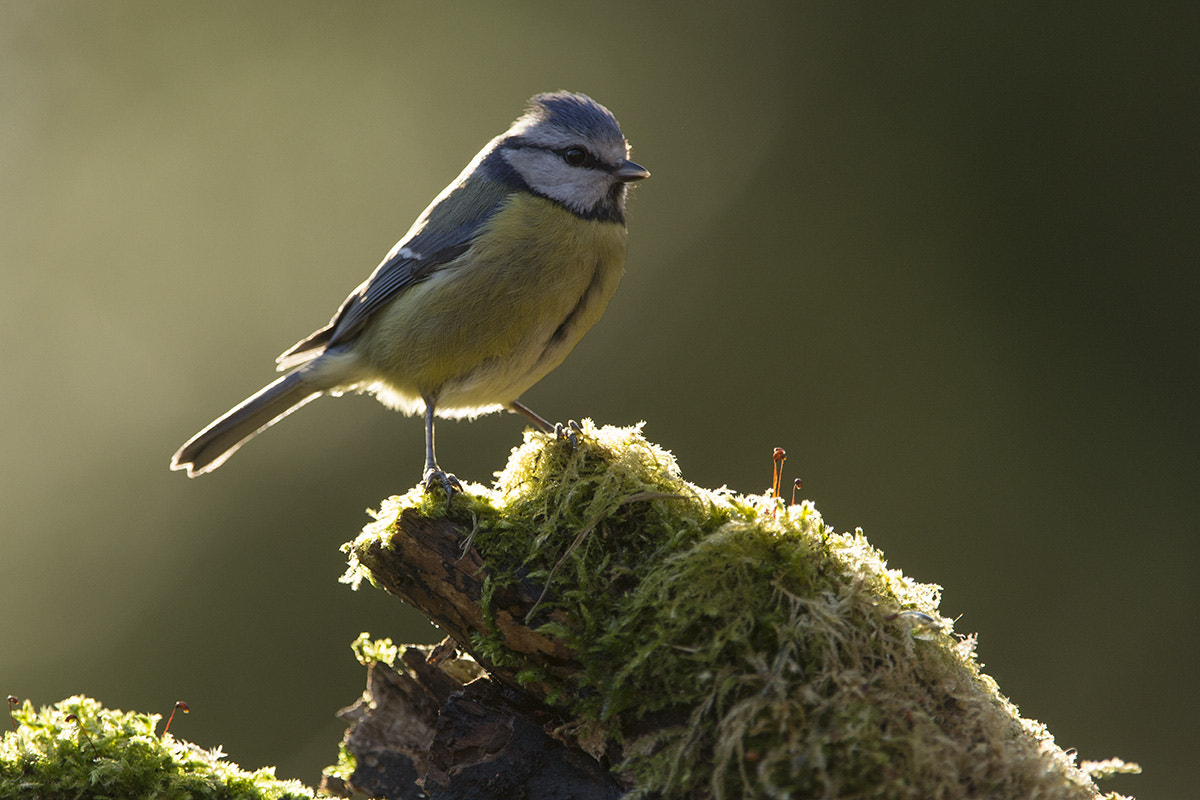 Canon EF 300mm F2.8L IS USM sample photo. Back-lit blue tit photography