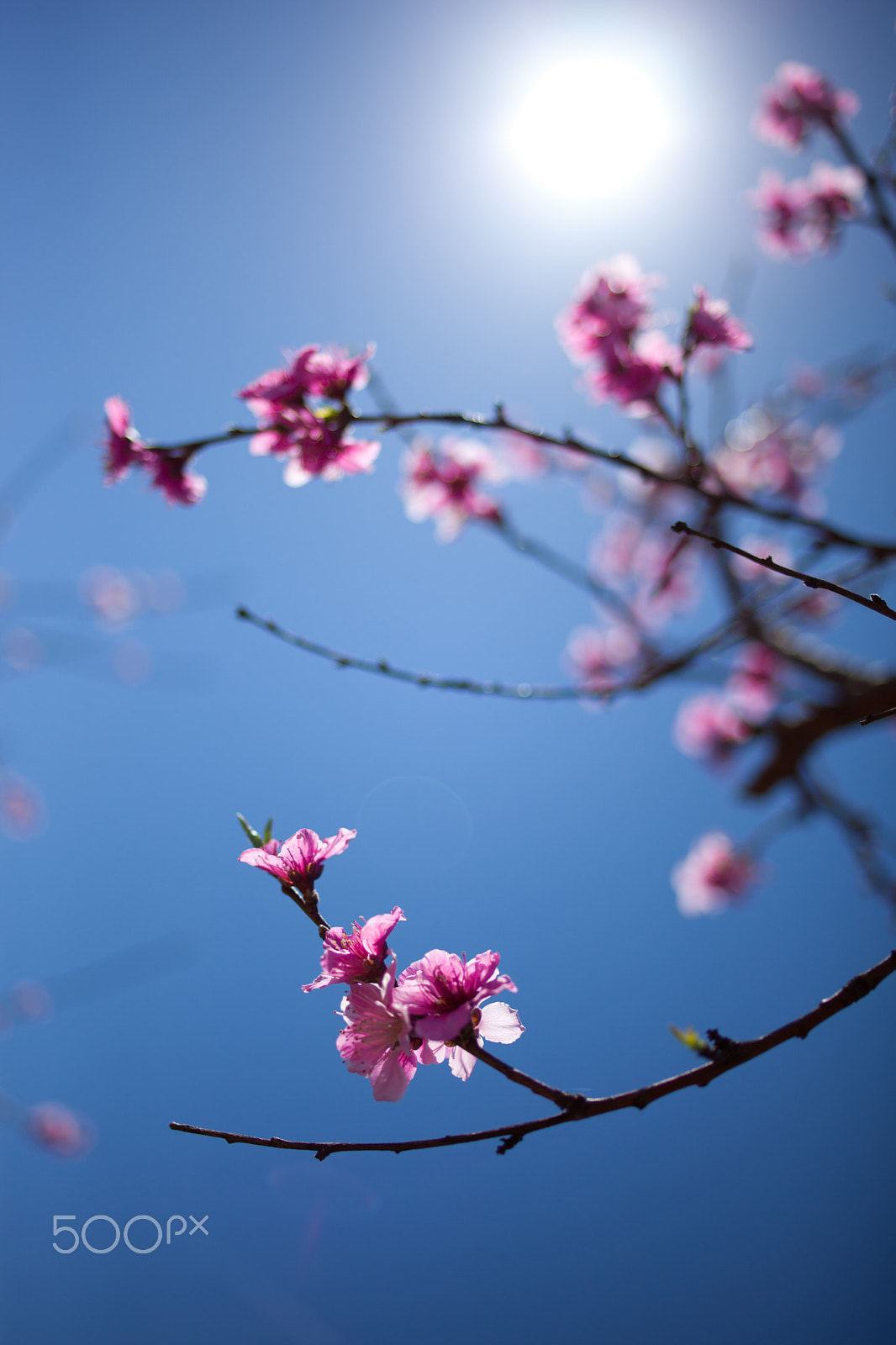 Canon EOS 5D Mark II + ZEISS Distagon T* 35mm F2 sample photo. Peach tree blooms in spring photography