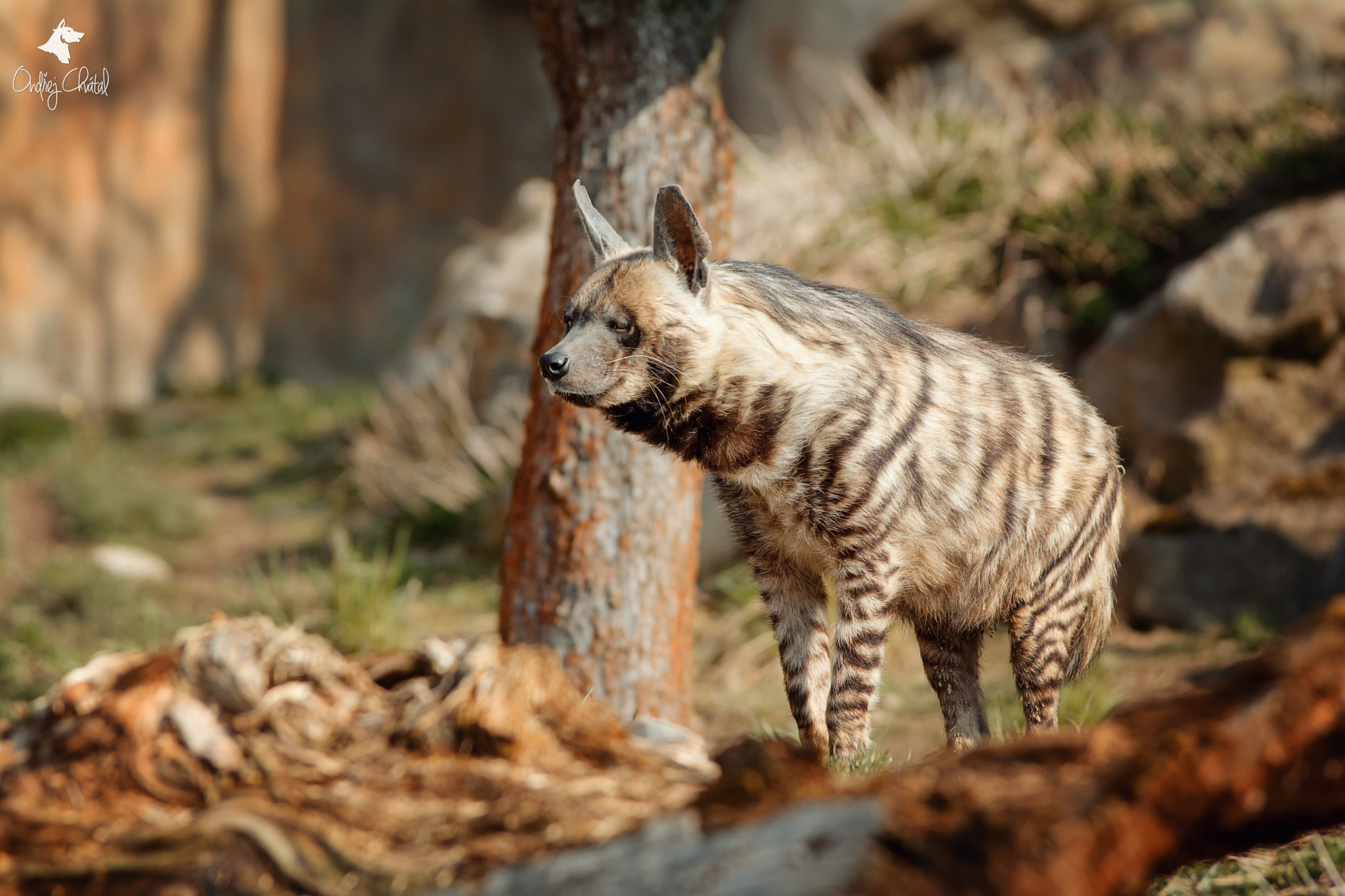 70.00 - 200.00 mm f/2.8 sample photo. Striped hyena (hyaena hyaena) photography