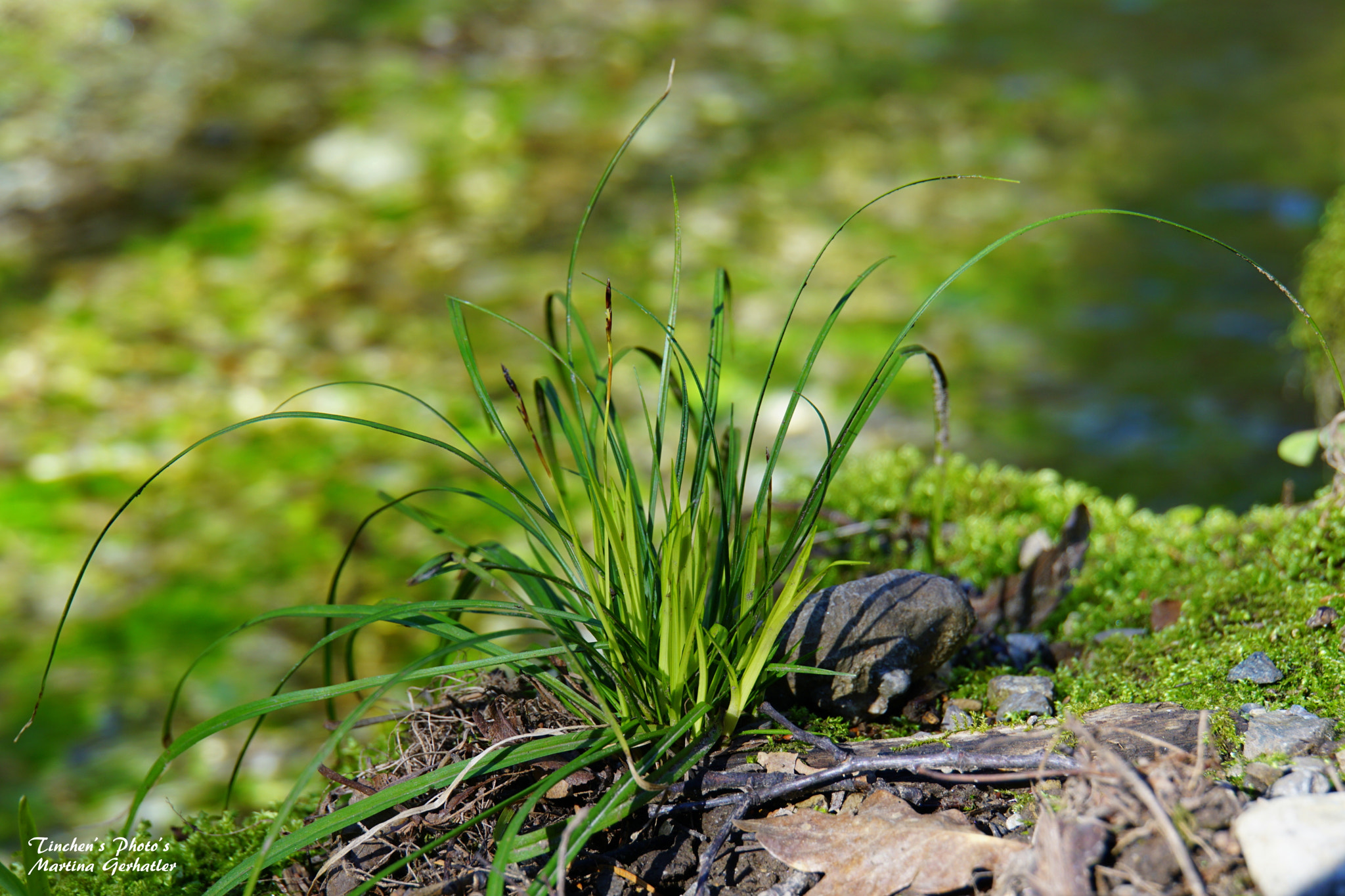Sony E 18-55mm F3.5-5.6 OSS sample photo. Green is a wonderful colour.. i love it photography
