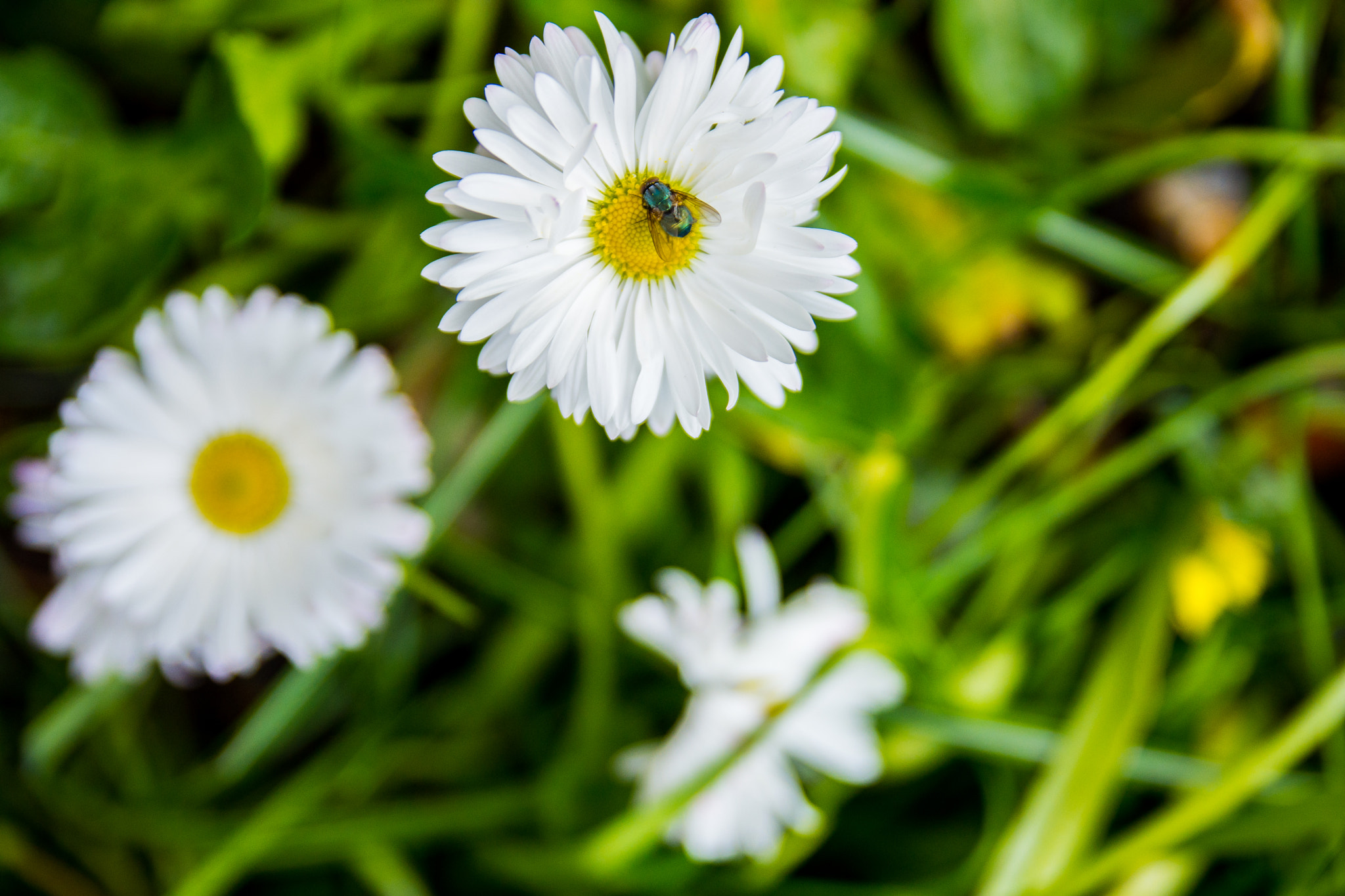 Nikon D7200 + Sigma 18-50mm F2.8 EX DC Macro sample photo. Spring photography