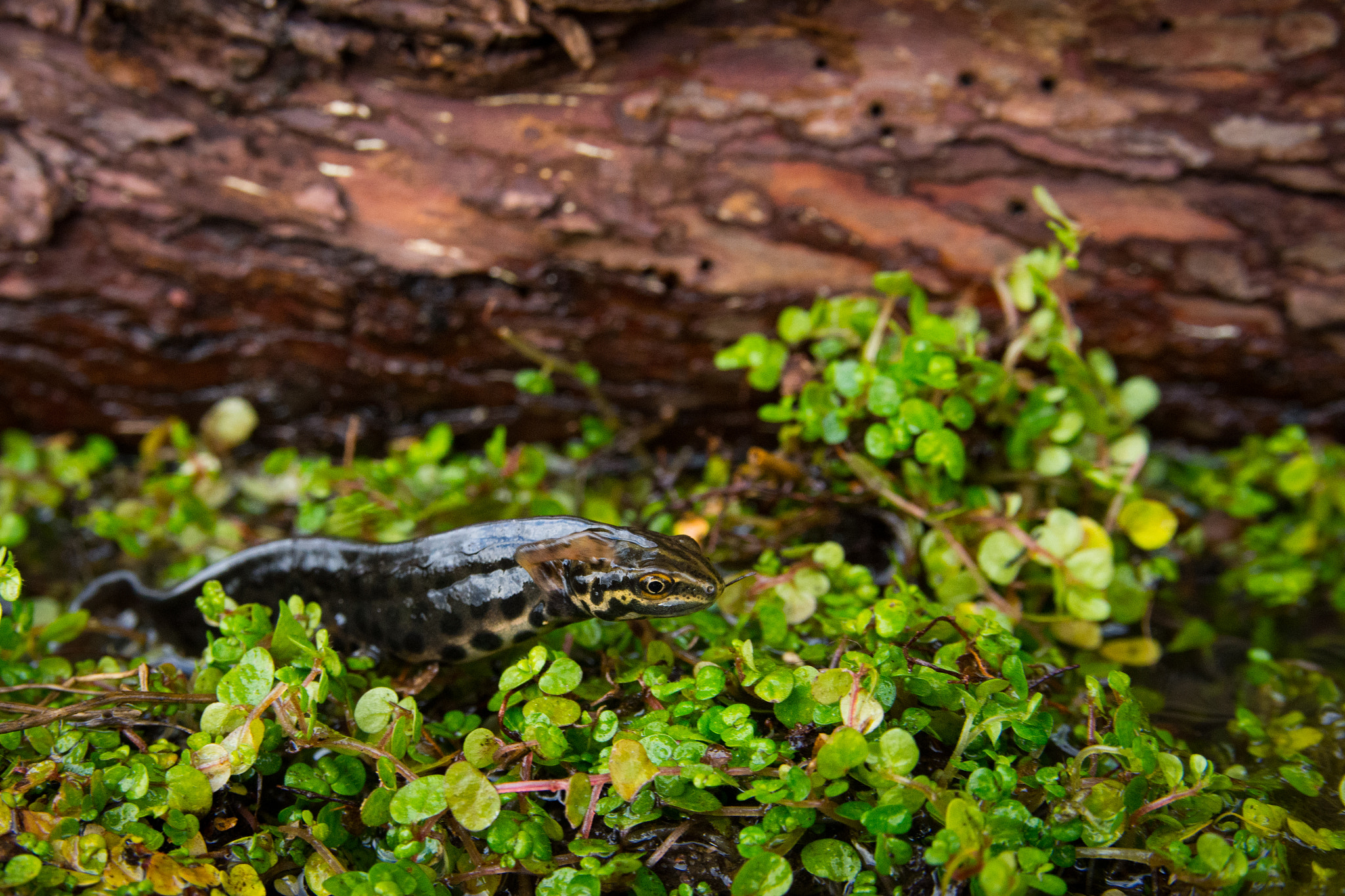 Nikon D7200 + Sigma 18-50mm F2.8 EX DC Macro sample photo. Common smooth newt photography