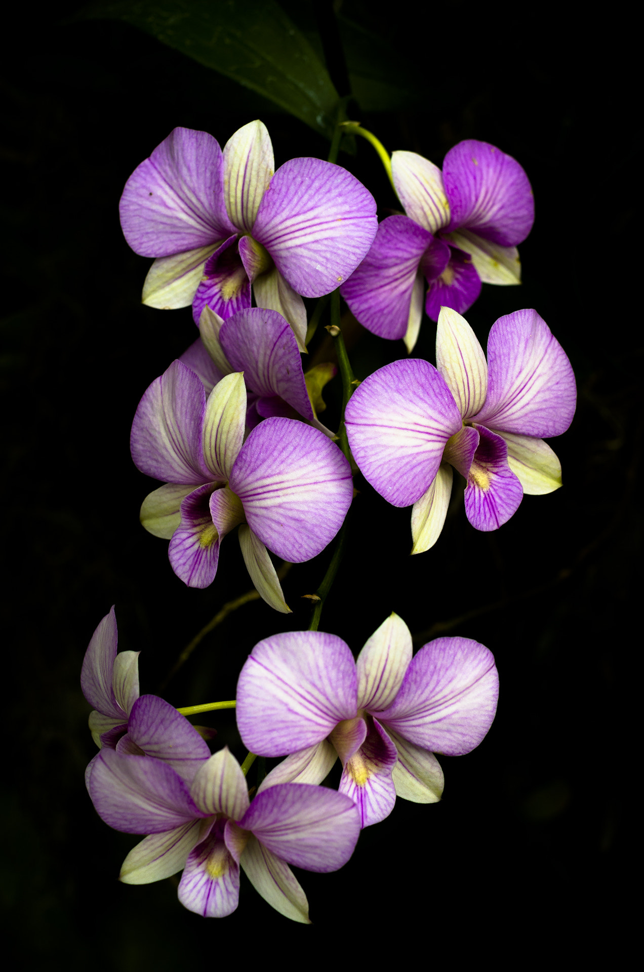 Pentax K-5 IIs sample photo. Dendrobium photography