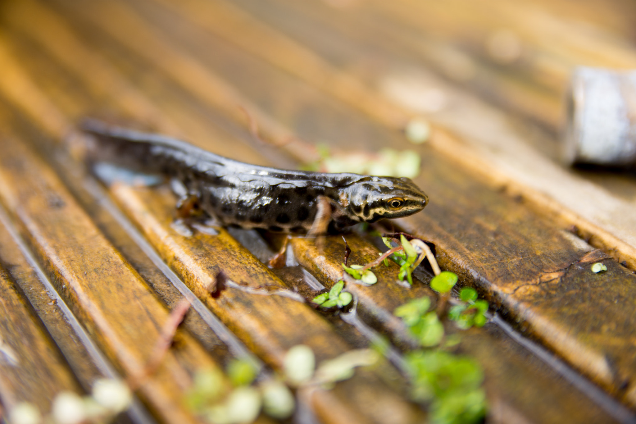 Nikon D7200 + Sigma 18-50mm F2.8 EX DC Macro sample photo. Common smooth newt photography