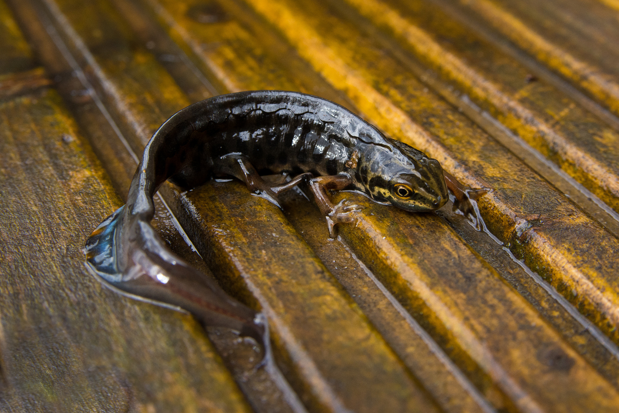 Nikon D7200 sample photo. Common newt photography