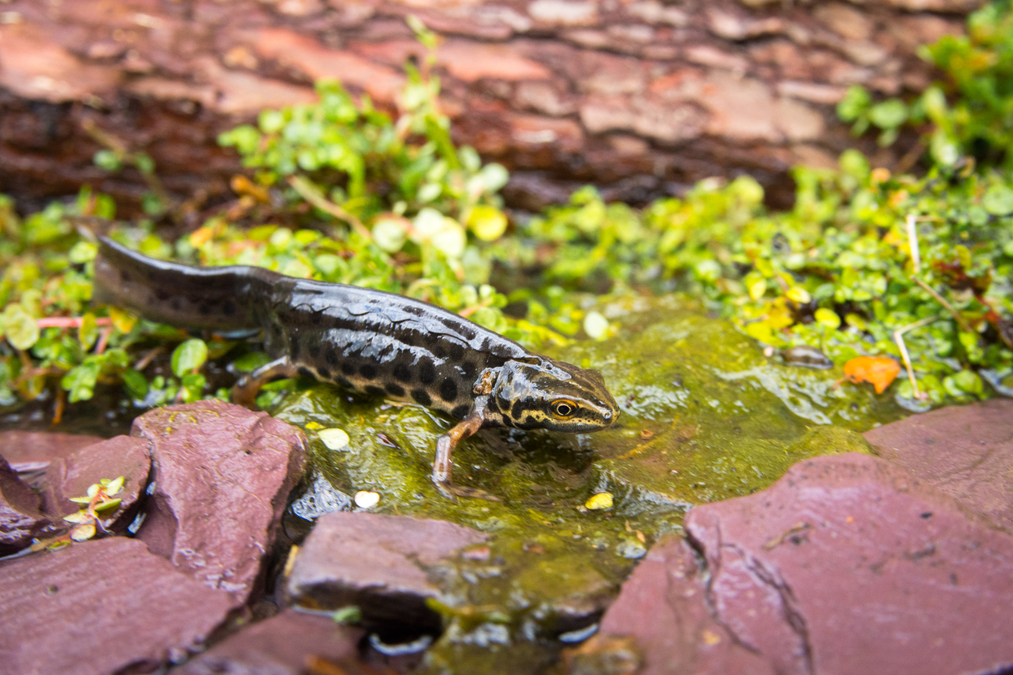 Nikon D7200 + Sigma 18-50mm F2.8 EX DC Macro sample photo. Common newt photography
