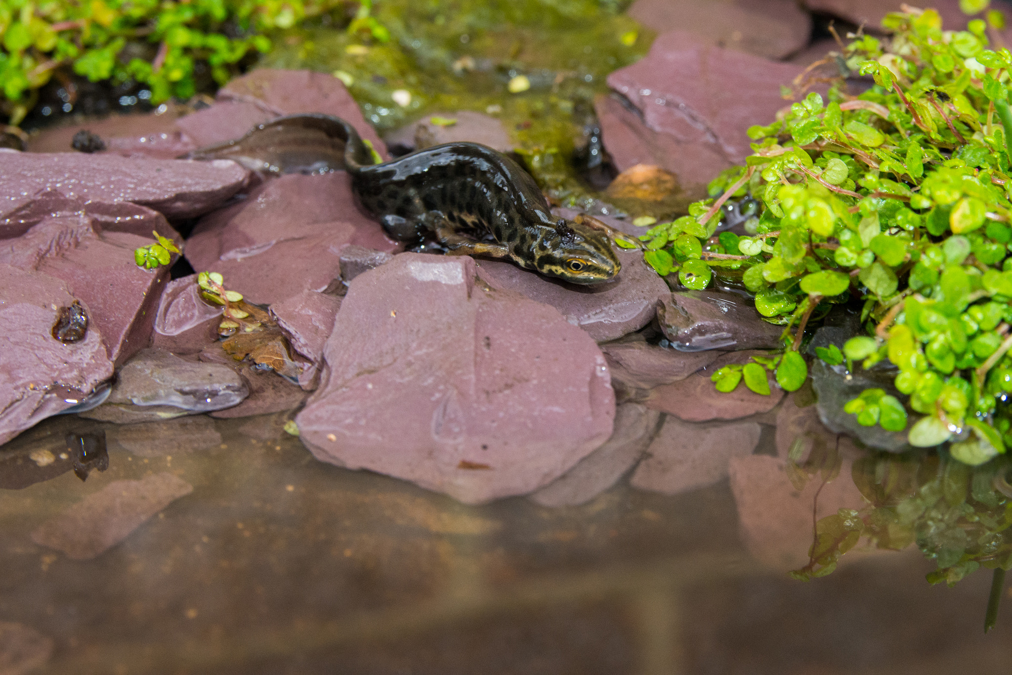 Nikon D7200 sample photo. Common newt in the reflection pool photography