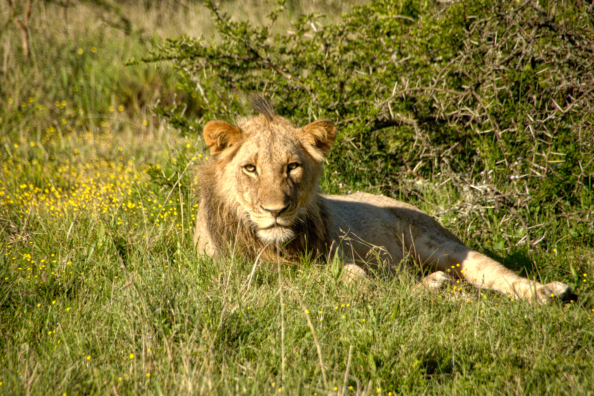 Canon EOS 450D (EOS Rebel XSi / EOS Kiss X2) sample photo. Lion cub kitchaka game lodge photography