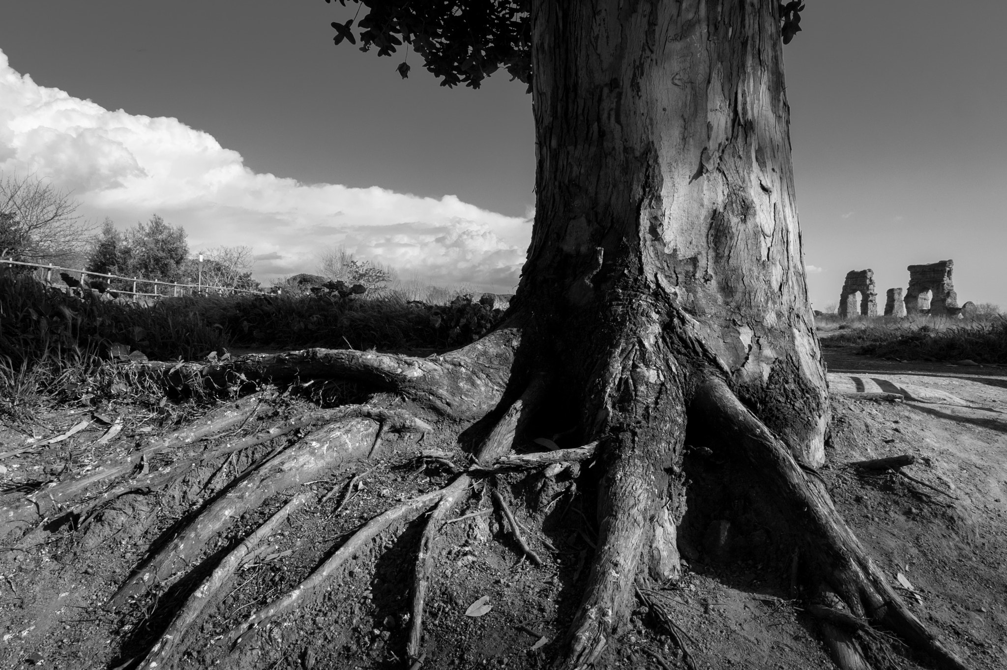 Nikon D700 + Sigma 24-105mm F4 DG OS HSM Art sample photo. Tree - regional appia antica park - rome photography