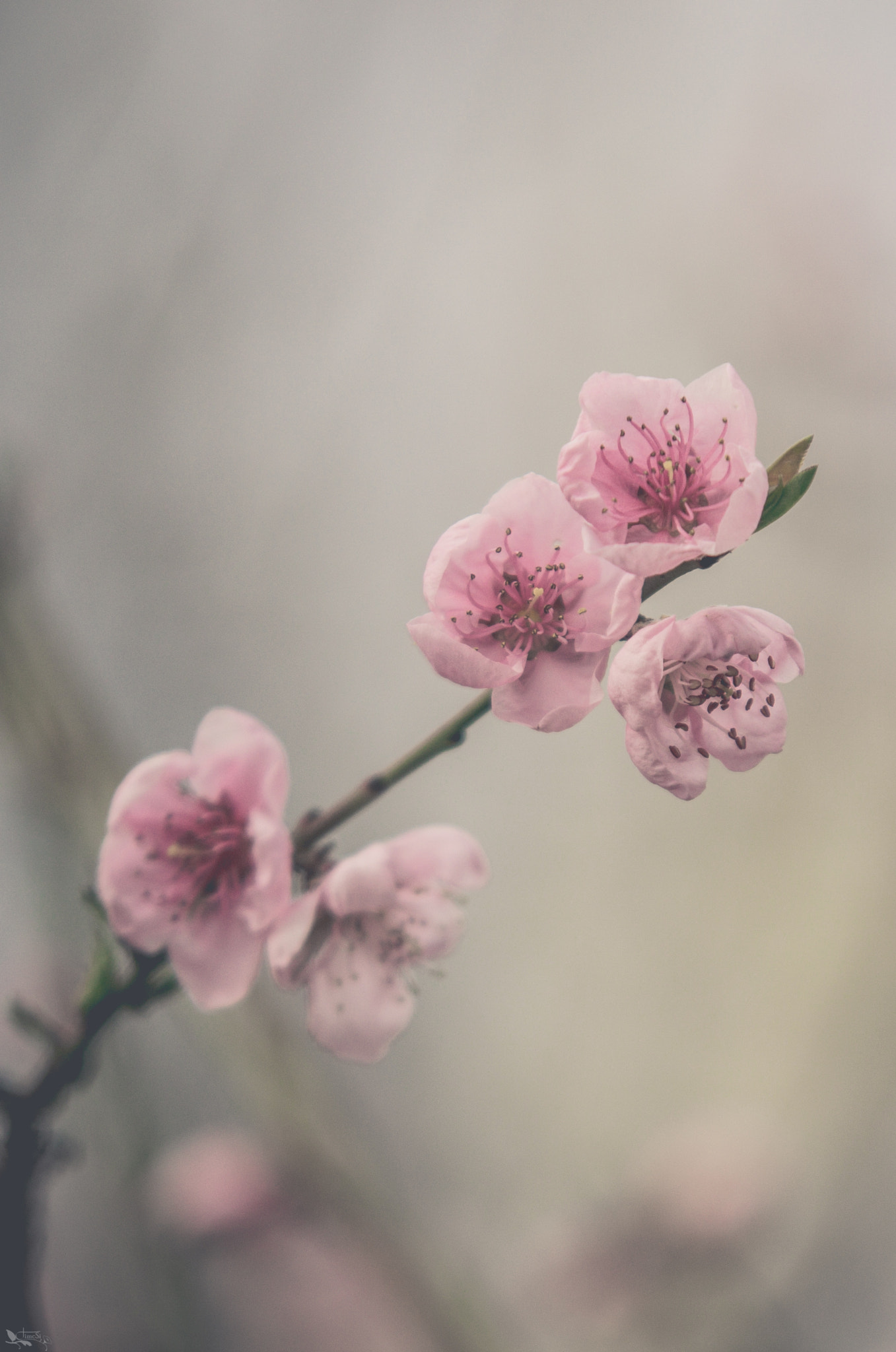 Sigma 70-200mm F2.8 EX DG OS HSM sample photo