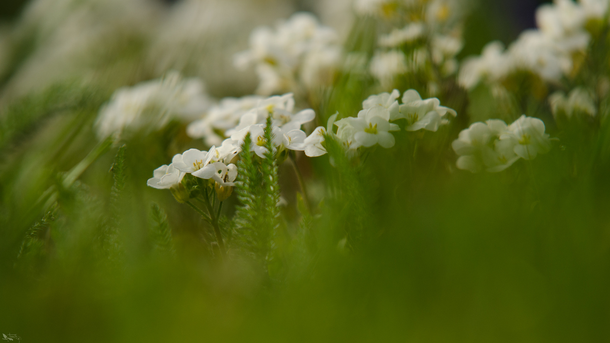 Sigma 70-200mm F2.8 EX DG OS HSM sample photo