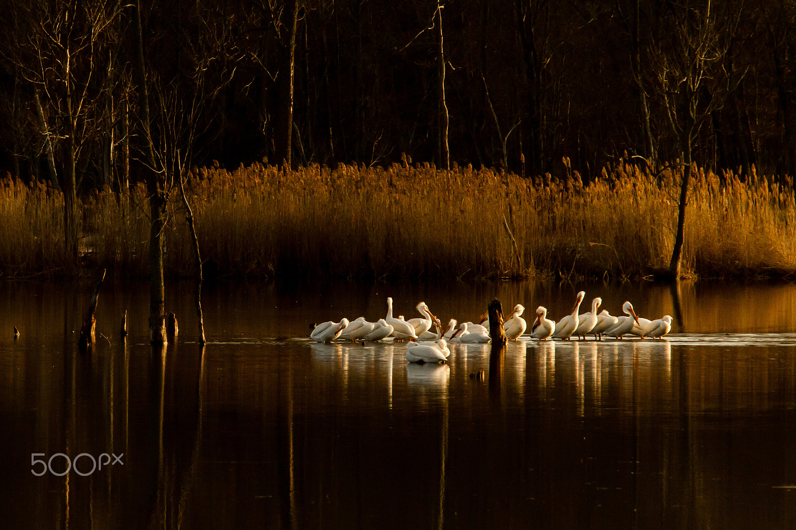 Canon EF 70-200mm F4L IS USM sample photo. White pelicans photography