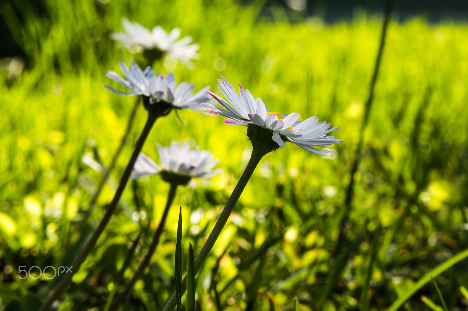 Nikon D3200 + Sigma 17-70mm F2.8-4.5 DC Macro Asp. IF sample photo. Daisies in the sun photography