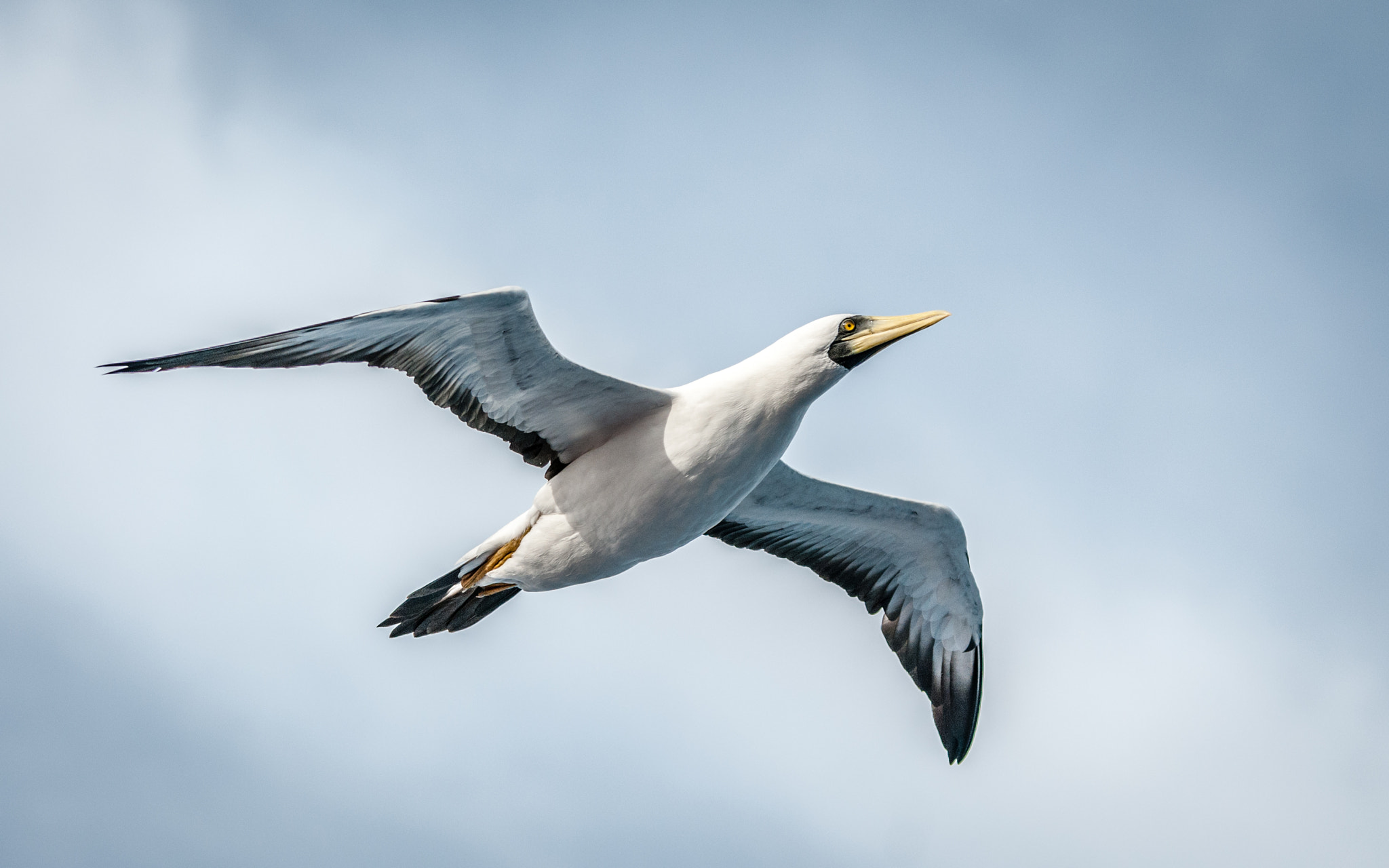 Sigma 70-200mm F2.8 EX DG OS HSM sample photo. The sailor's companion photography